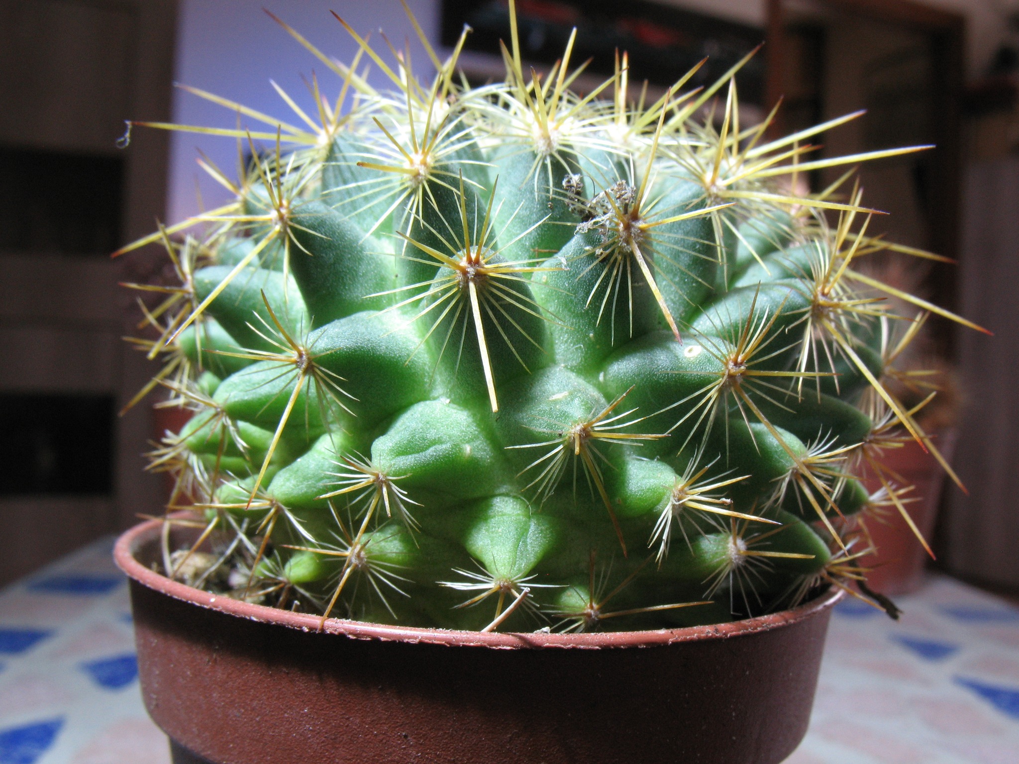 Succulent