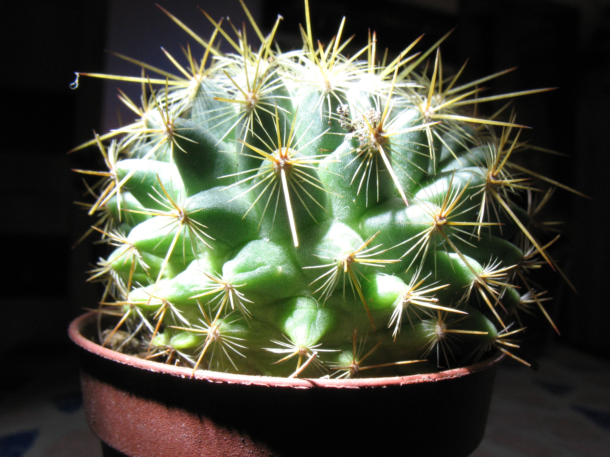 Succulent