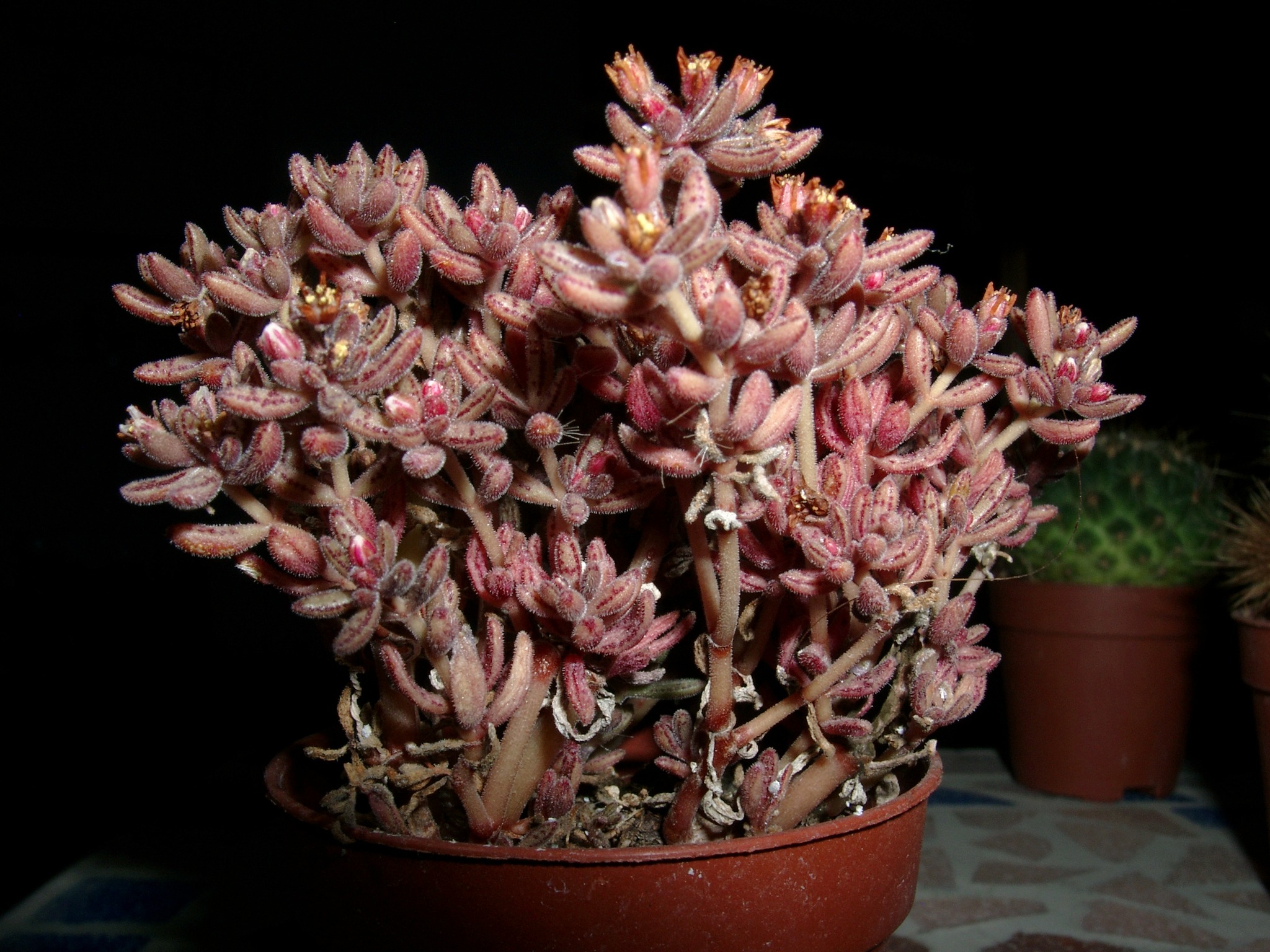 Succulent