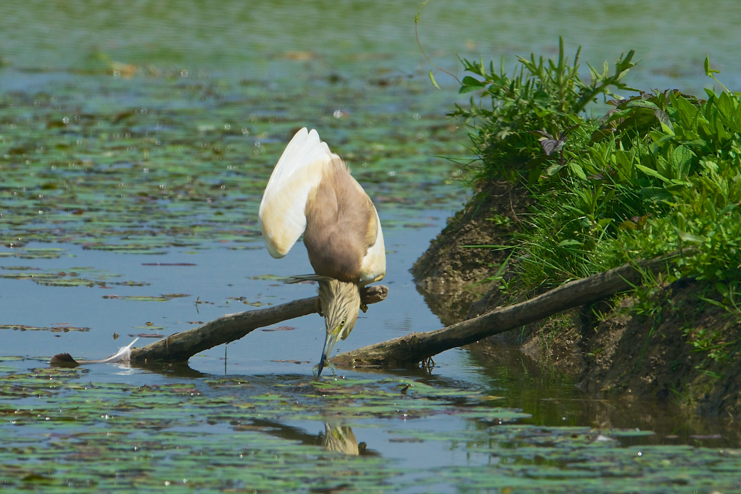 12-20130503 133804c_Sel_Sgarza_ciuffetto