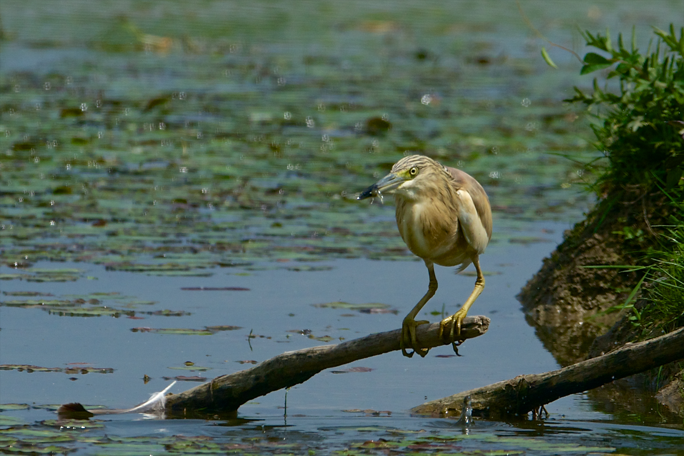 13-20130503 133805b_Sel_Sgarza_ciuffetto