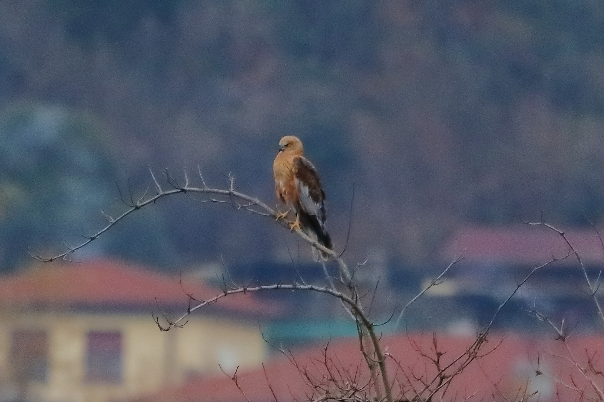 Falco di palude 14-12-2022