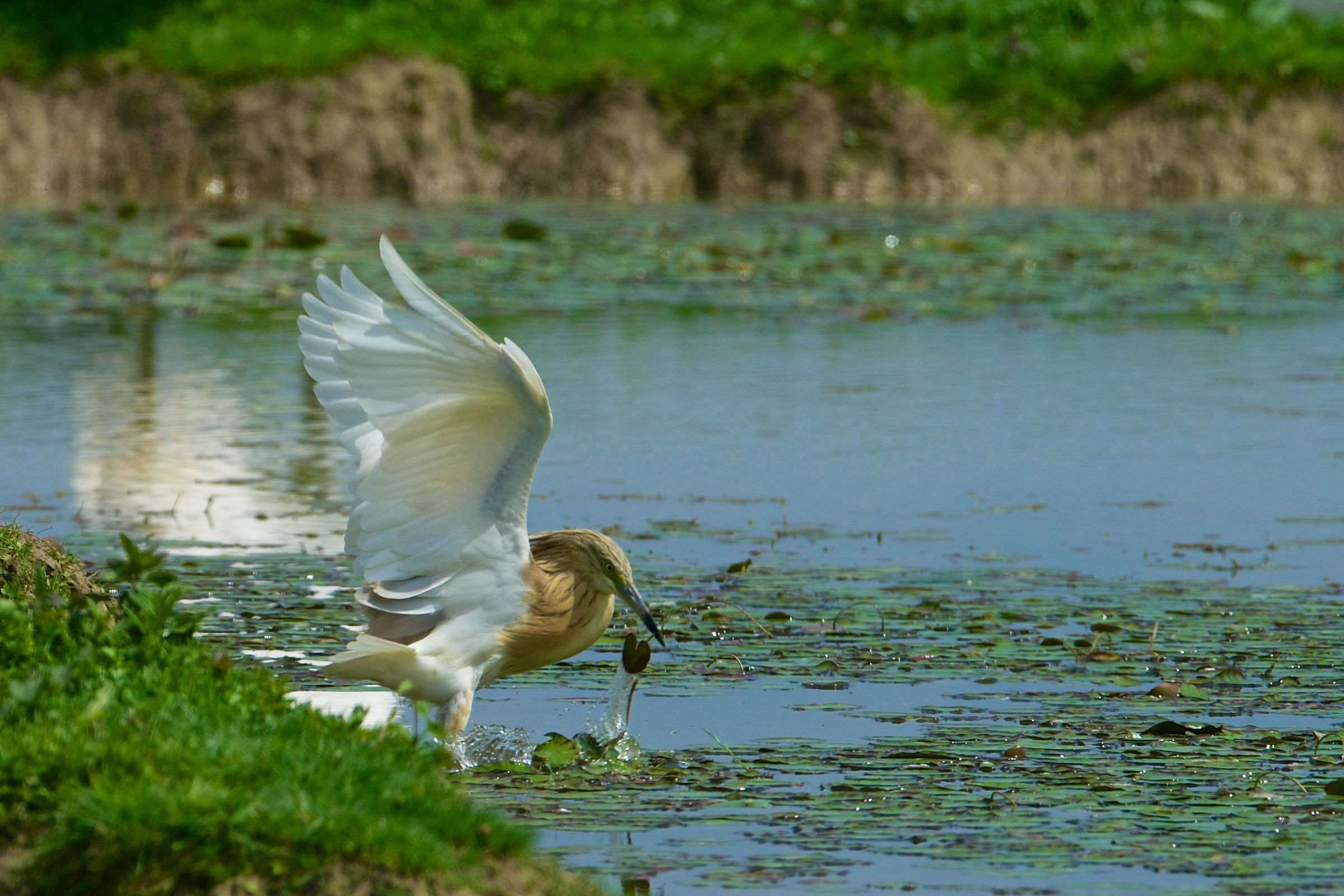 16-20130503 133903d_Sel_Sgarza_ciuffetto