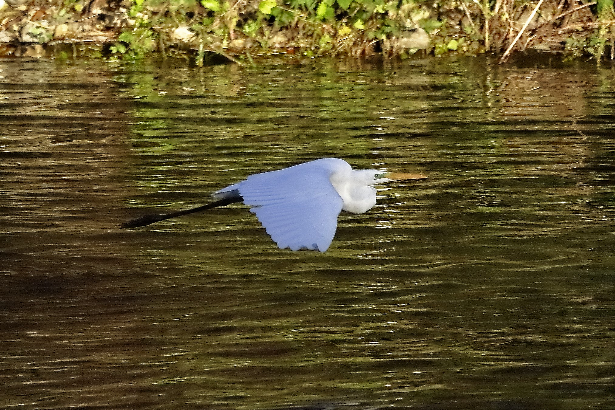 airone BM 18 novembre 2022