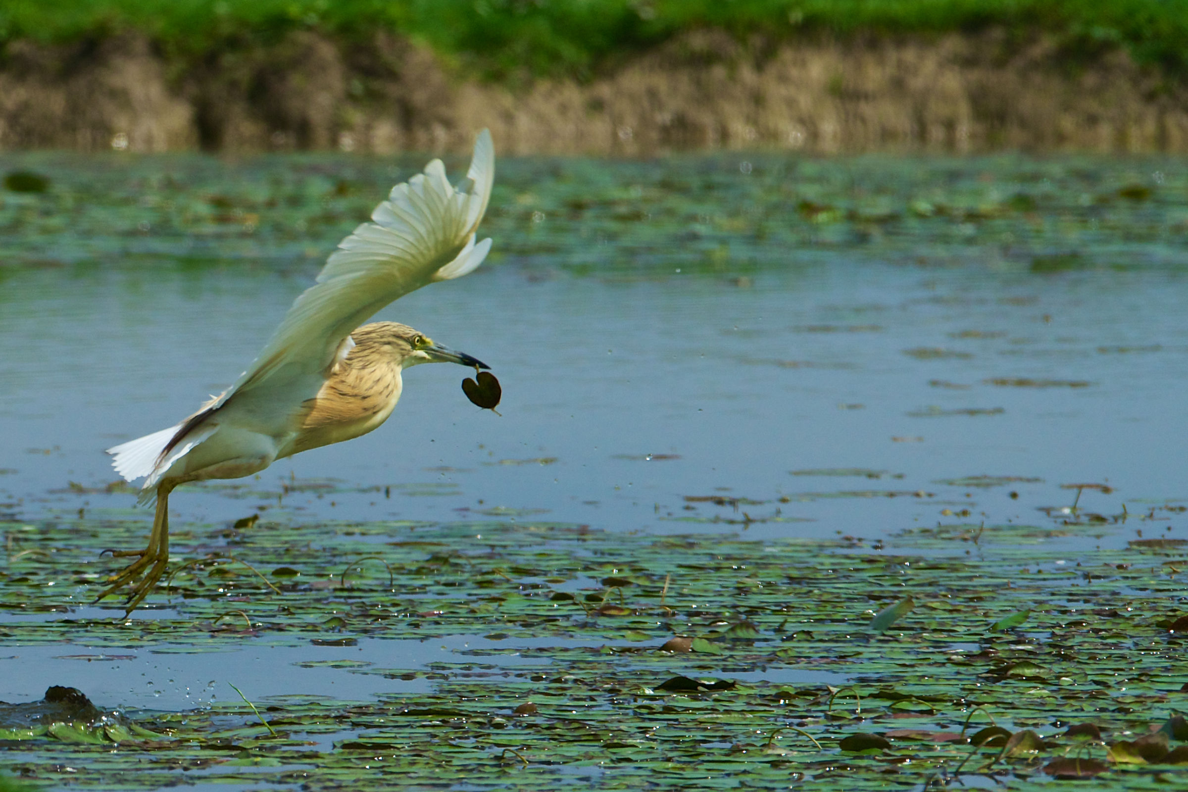 17-20130503 133904a_Sel_Sgarza_ciuffetto