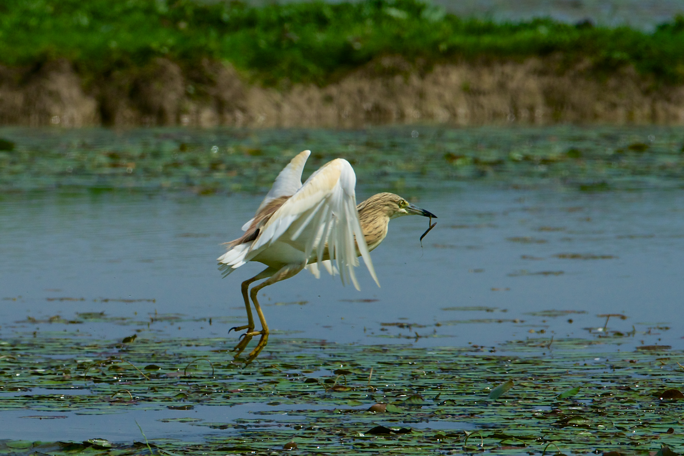 18-20130503 133904b_Sel_Sgarza_ciuffetto