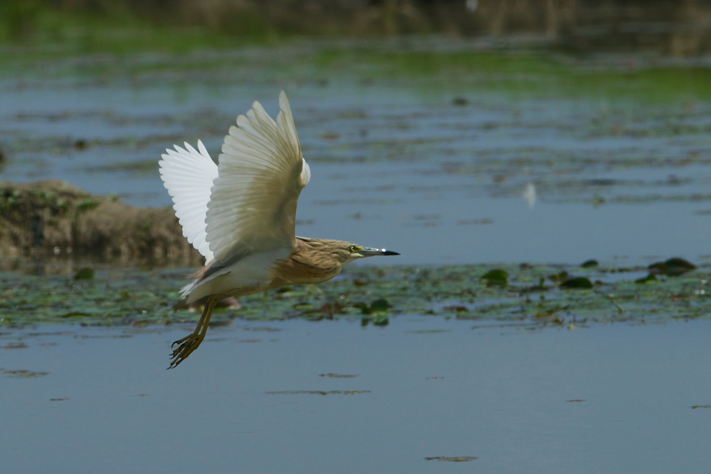 19-20130503 133905_Sel_Sgarza_ciuffetto