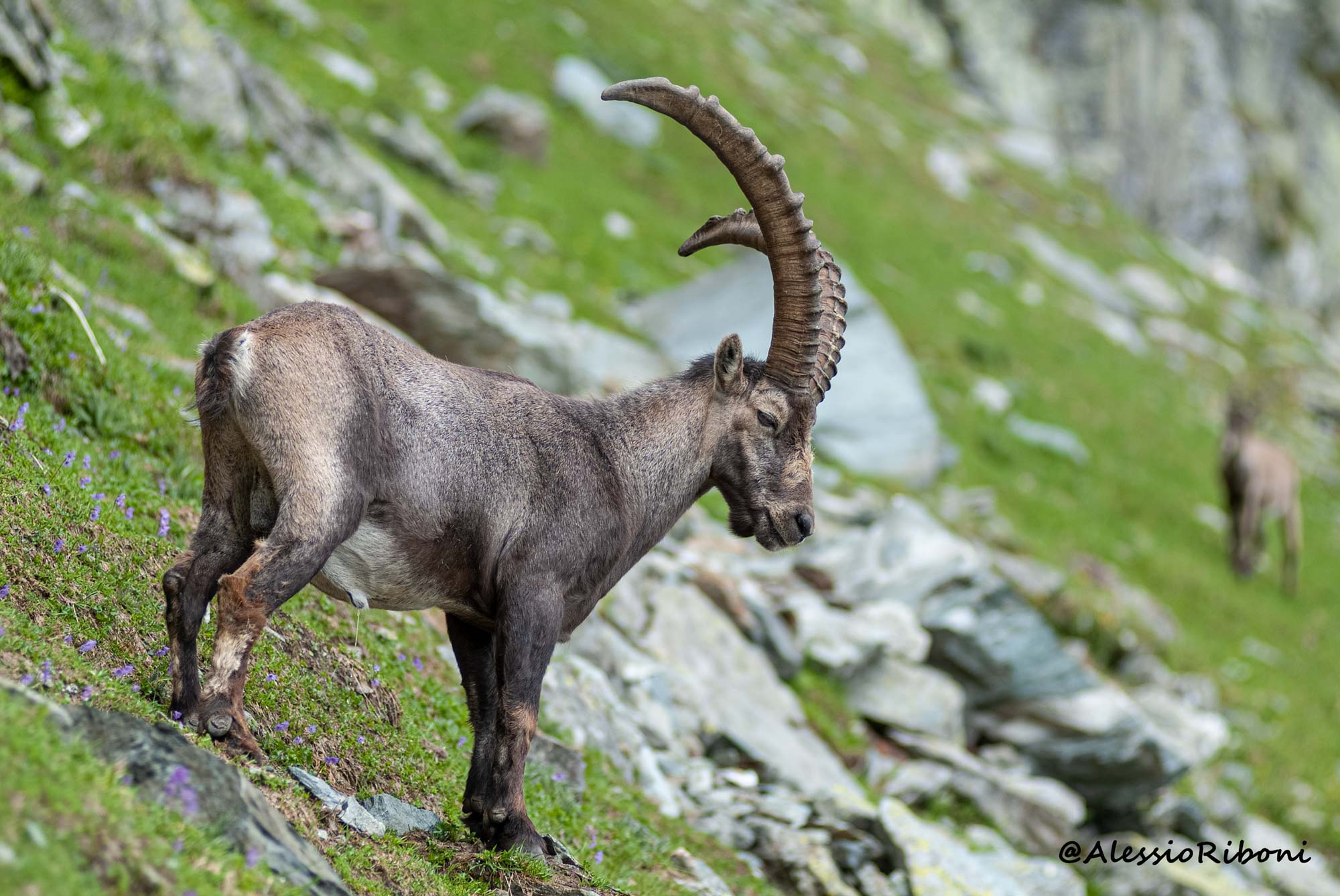 Alpine ibex