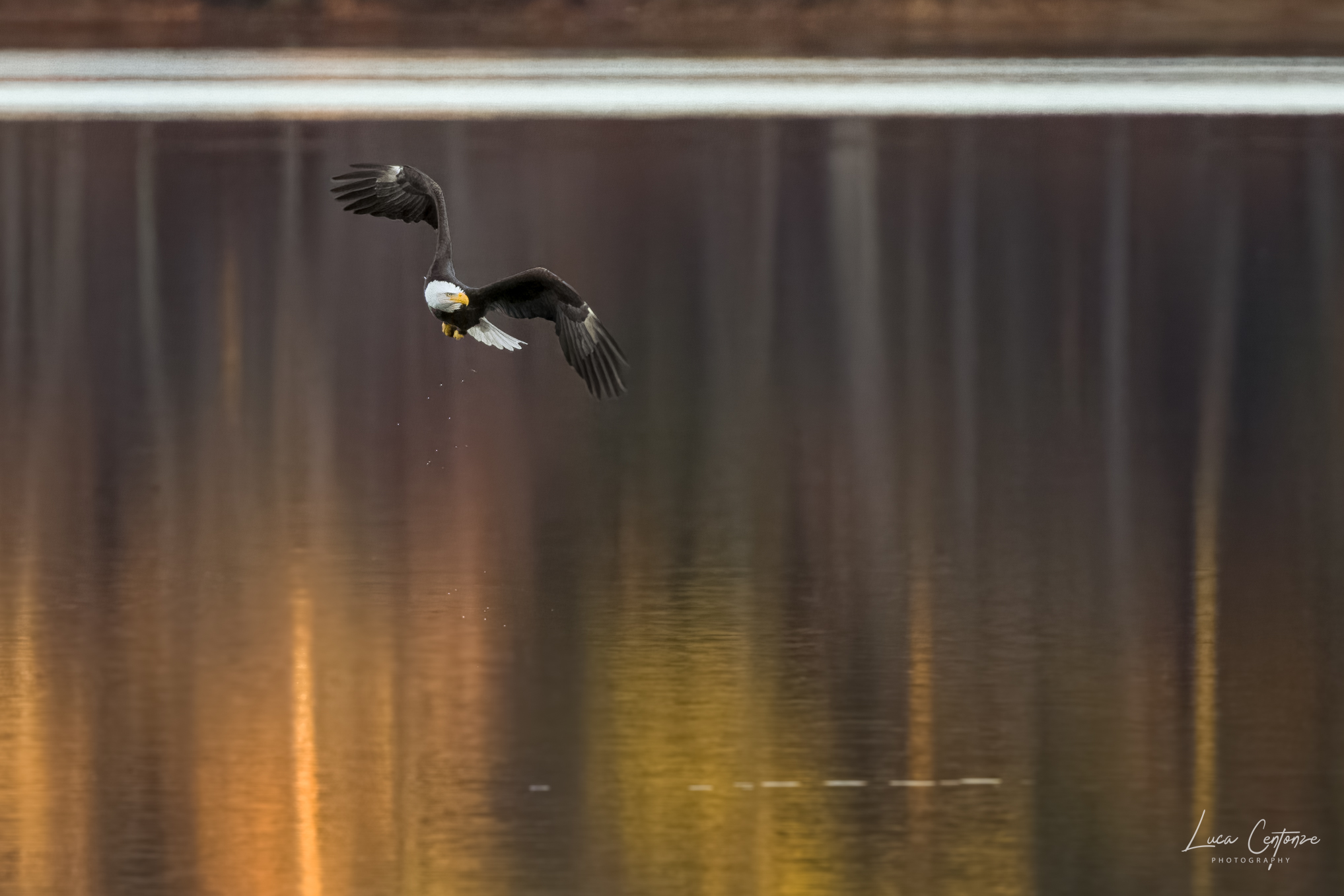 Bald Eagle (Haliaeetus leucocephalus)