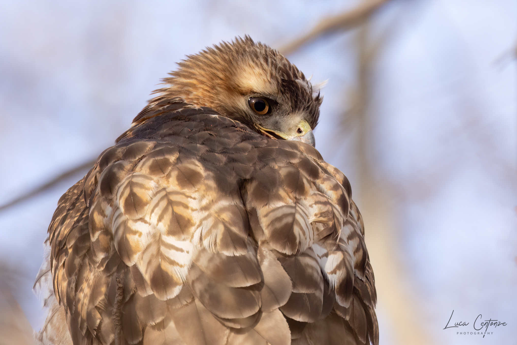 Red Tailed Hawk (Buteo Jamaicensis)