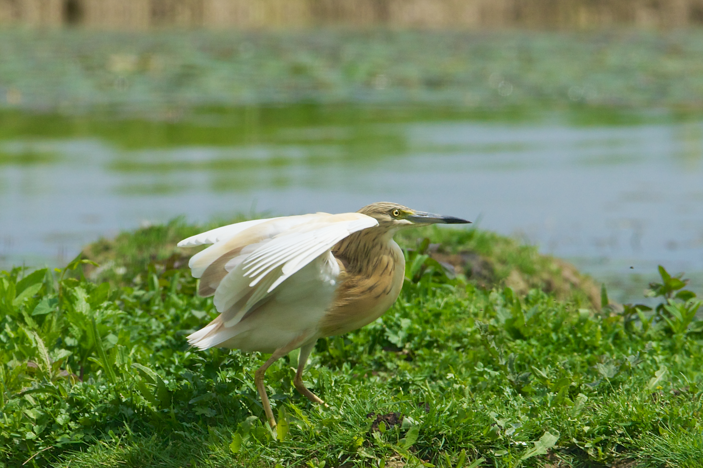 03-20130503 133405c_Sel_Sgarza_ciuffetto