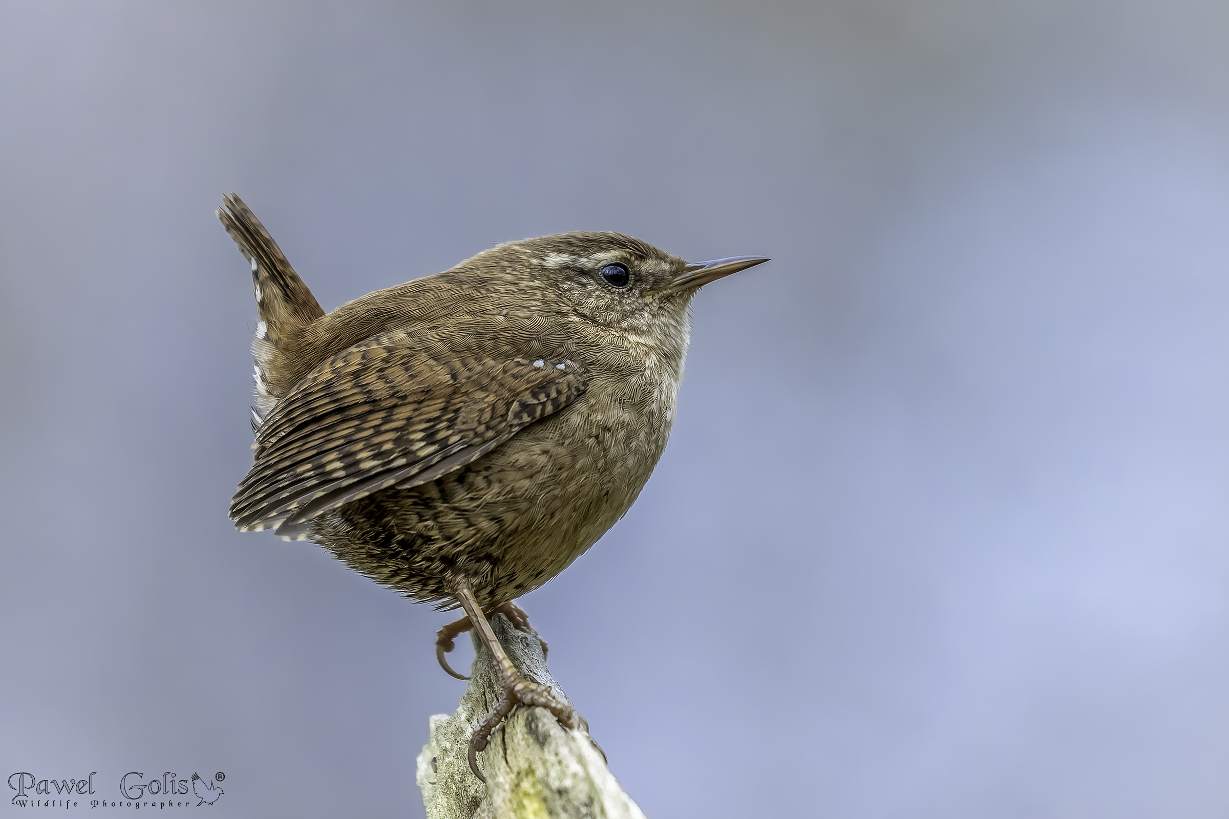 Scricciolo eurasiatico ( Troglodytes troglodytes)