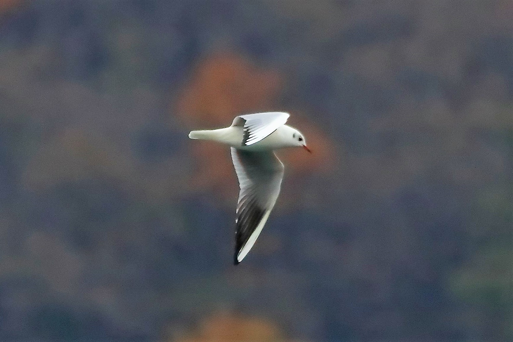 gabbiano terrestre 14-12-2022
