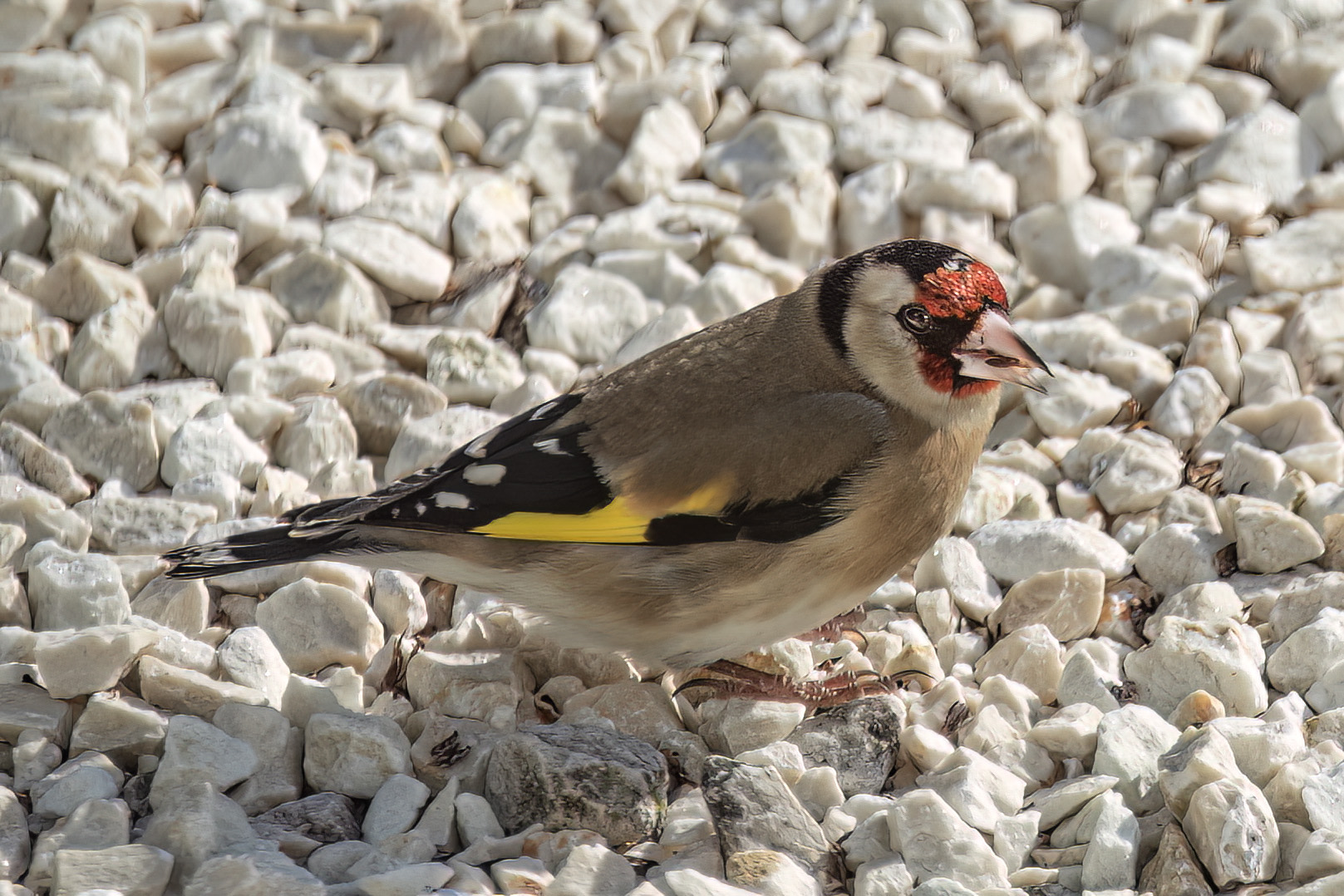 Goldfinch
