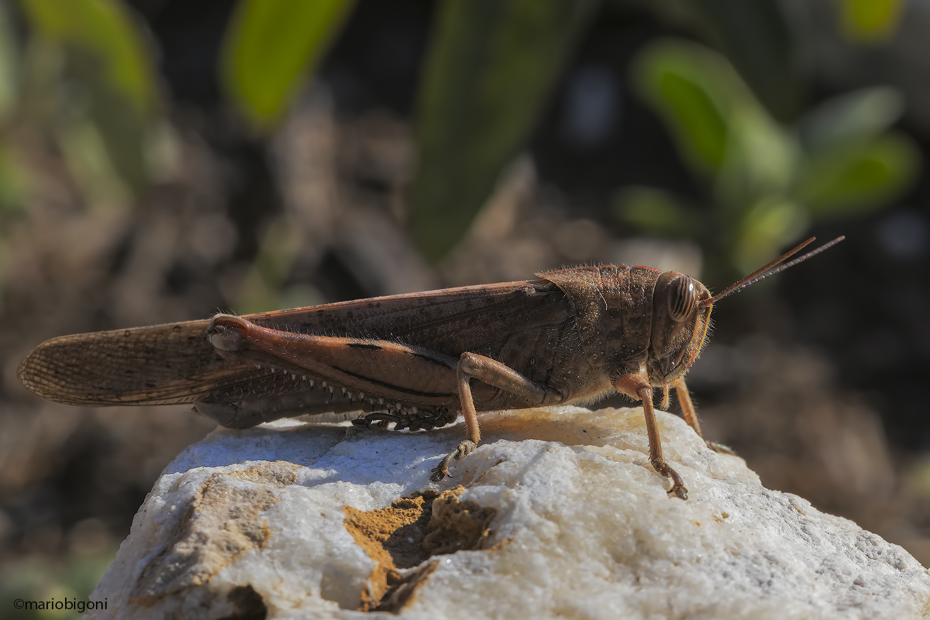 Anacridium aegyptium , femmina