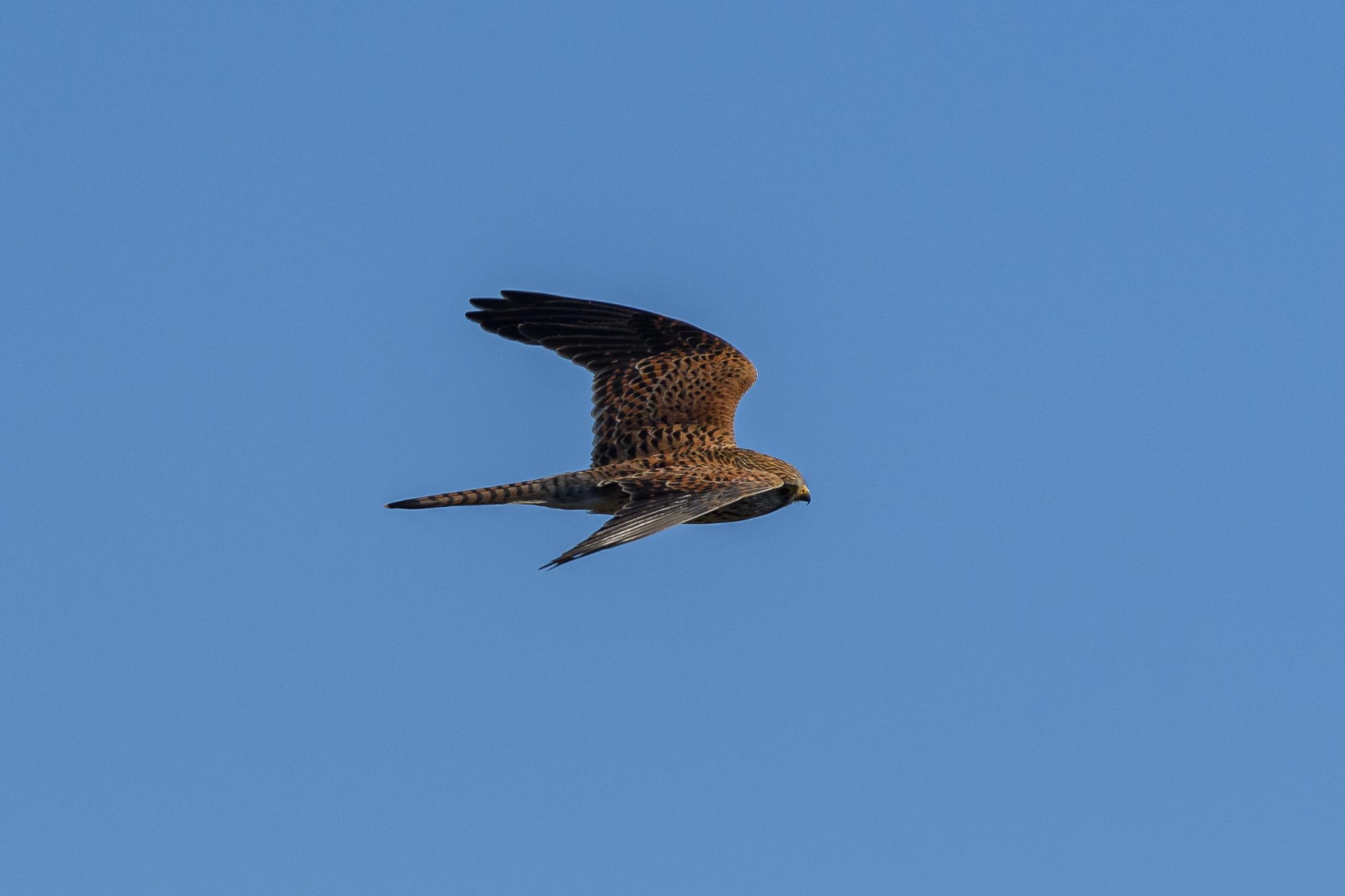 Kestrel