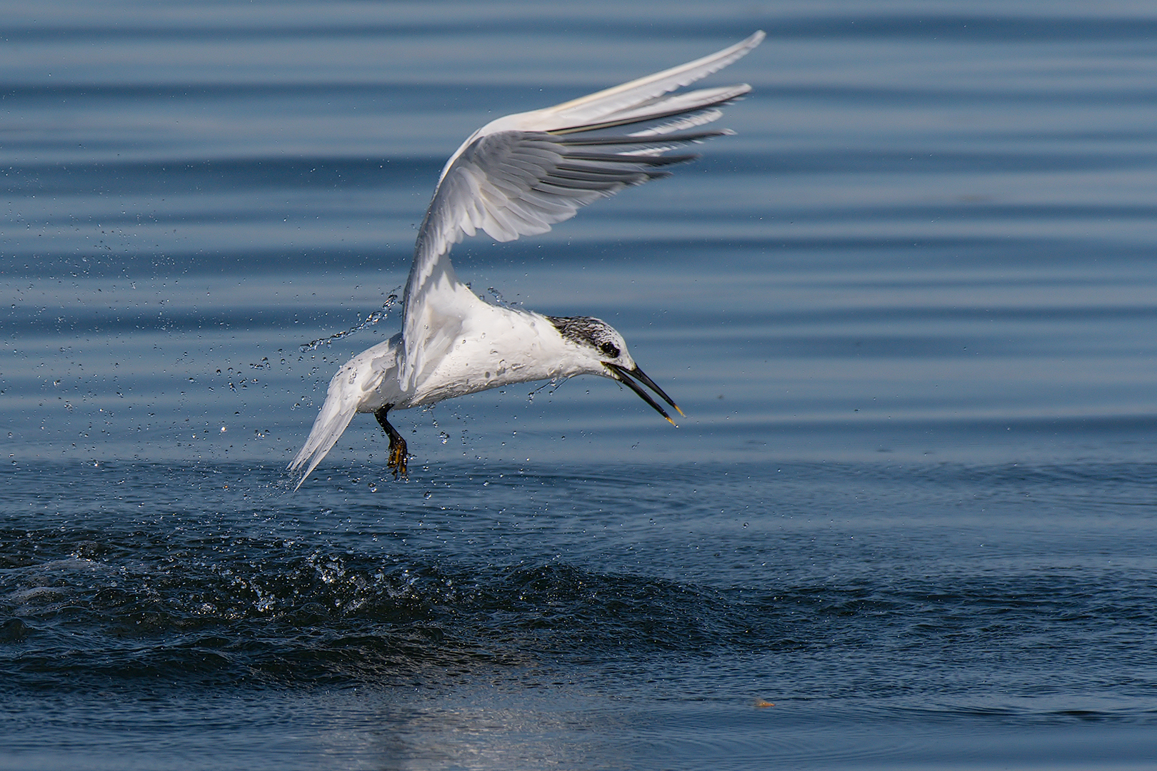 Fish catcher -caught empty