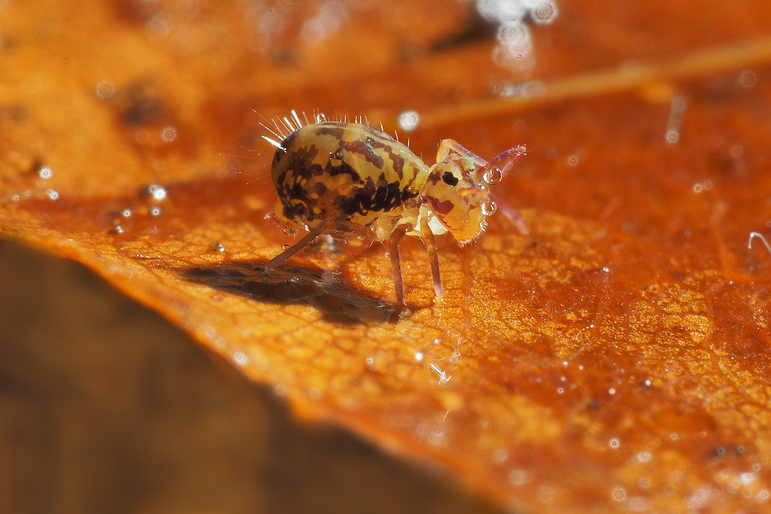 Springtail