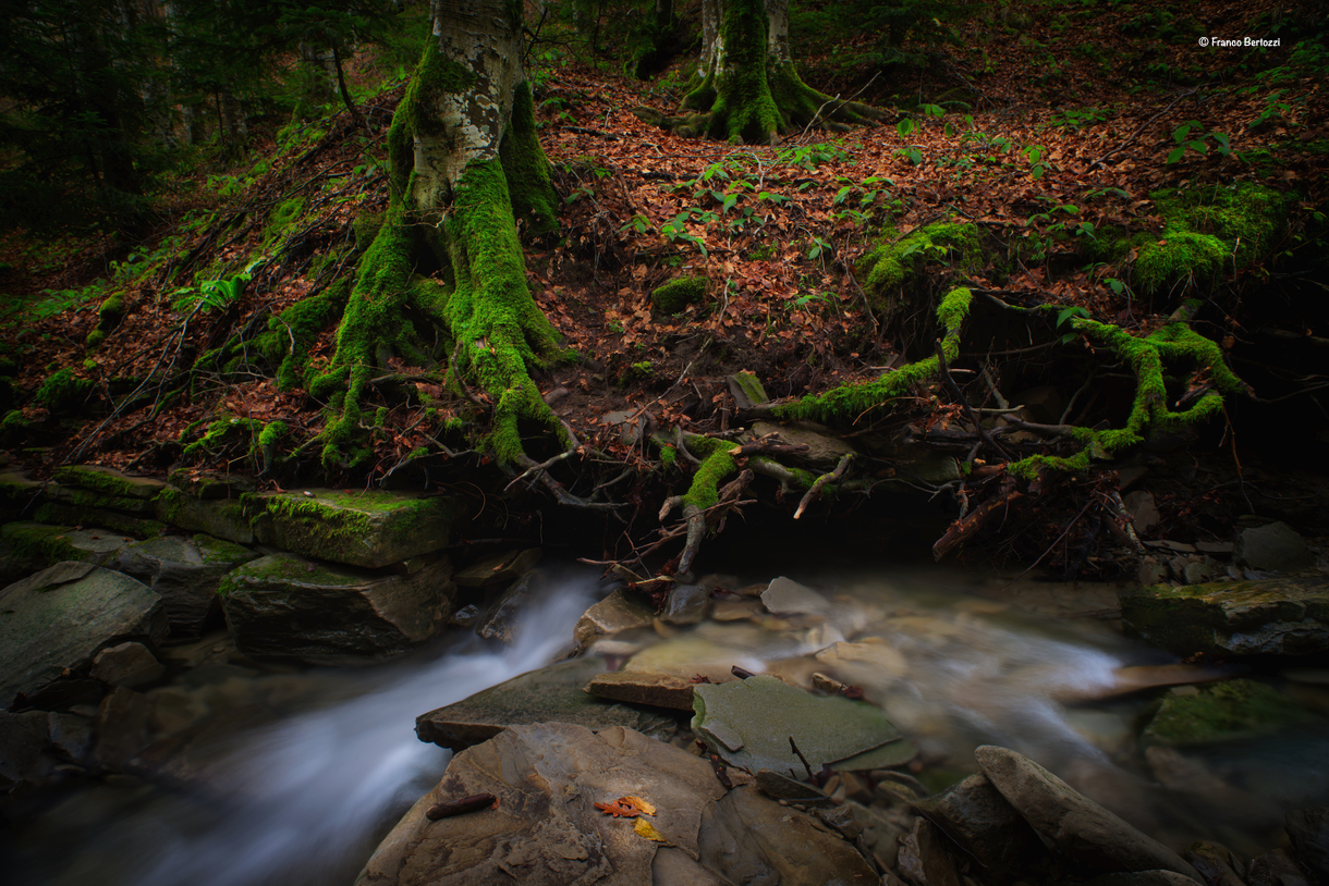 In the woods