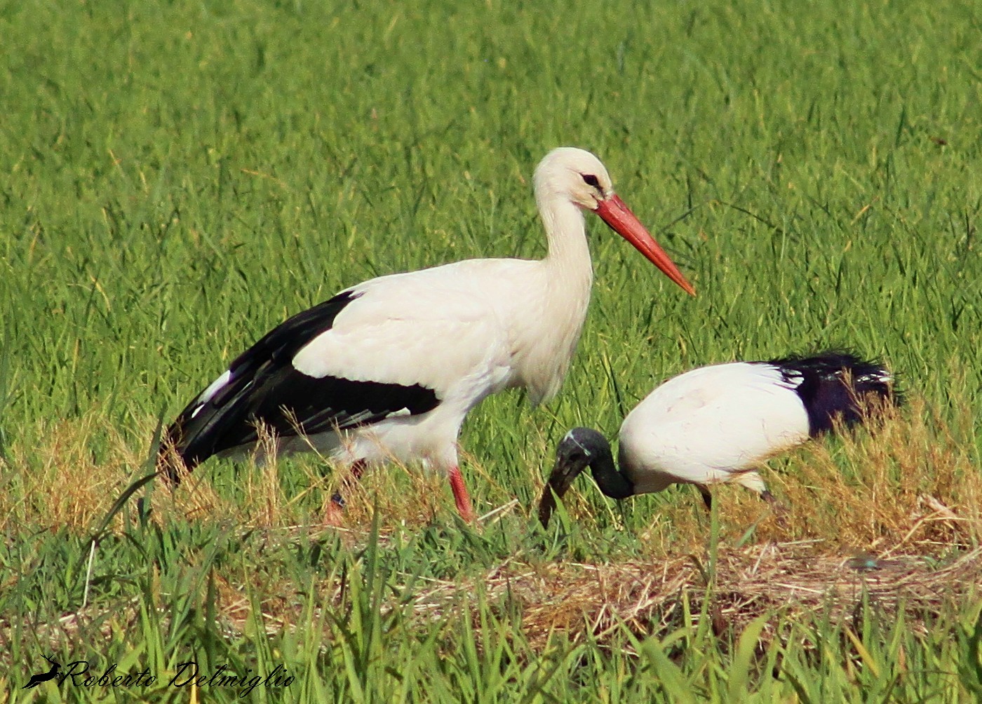 Cicogna bianca con Ibis sacro