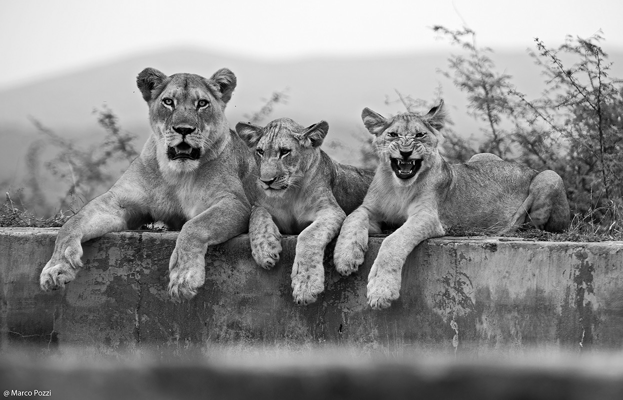 Lions
