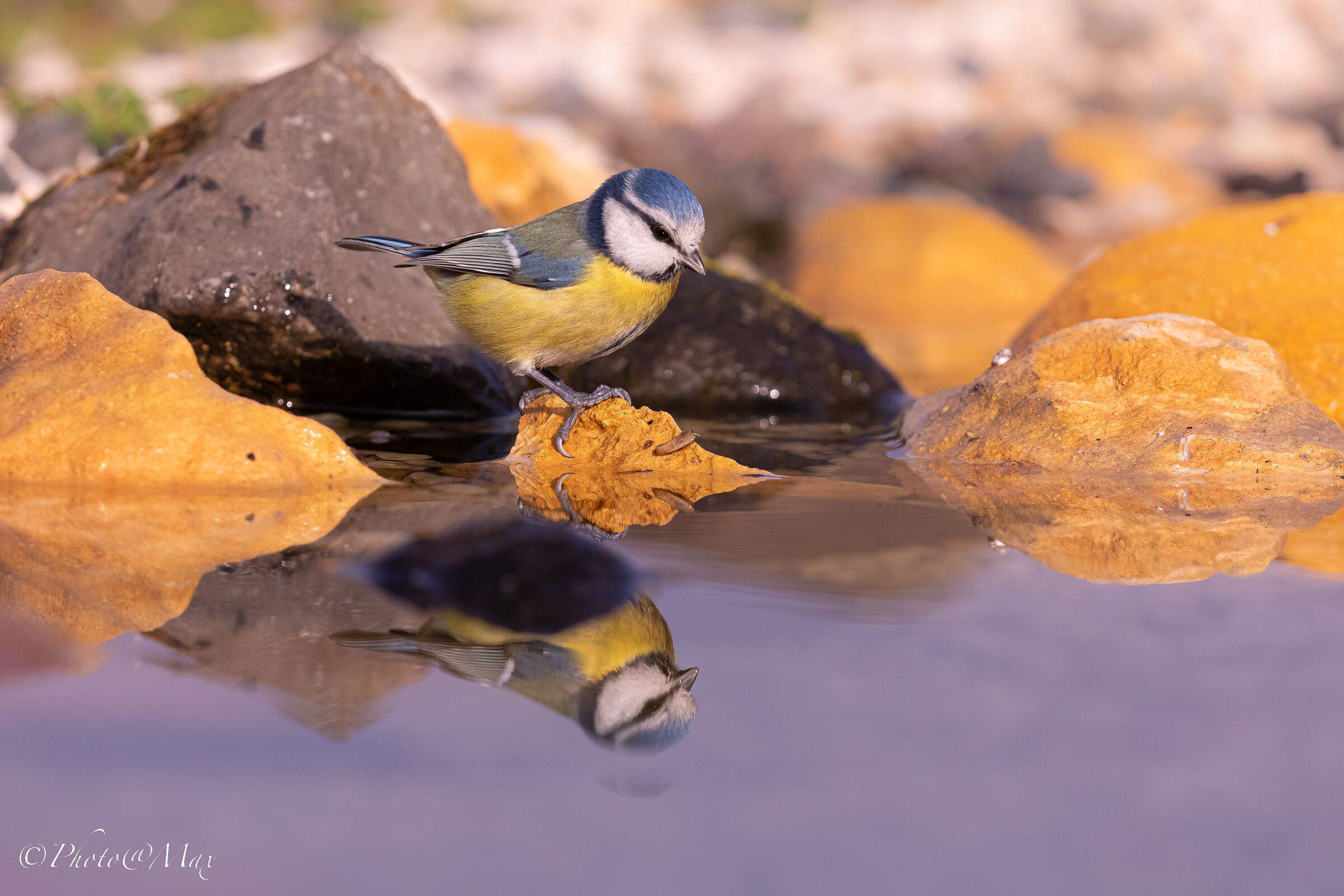 Cinciarella allo specchio