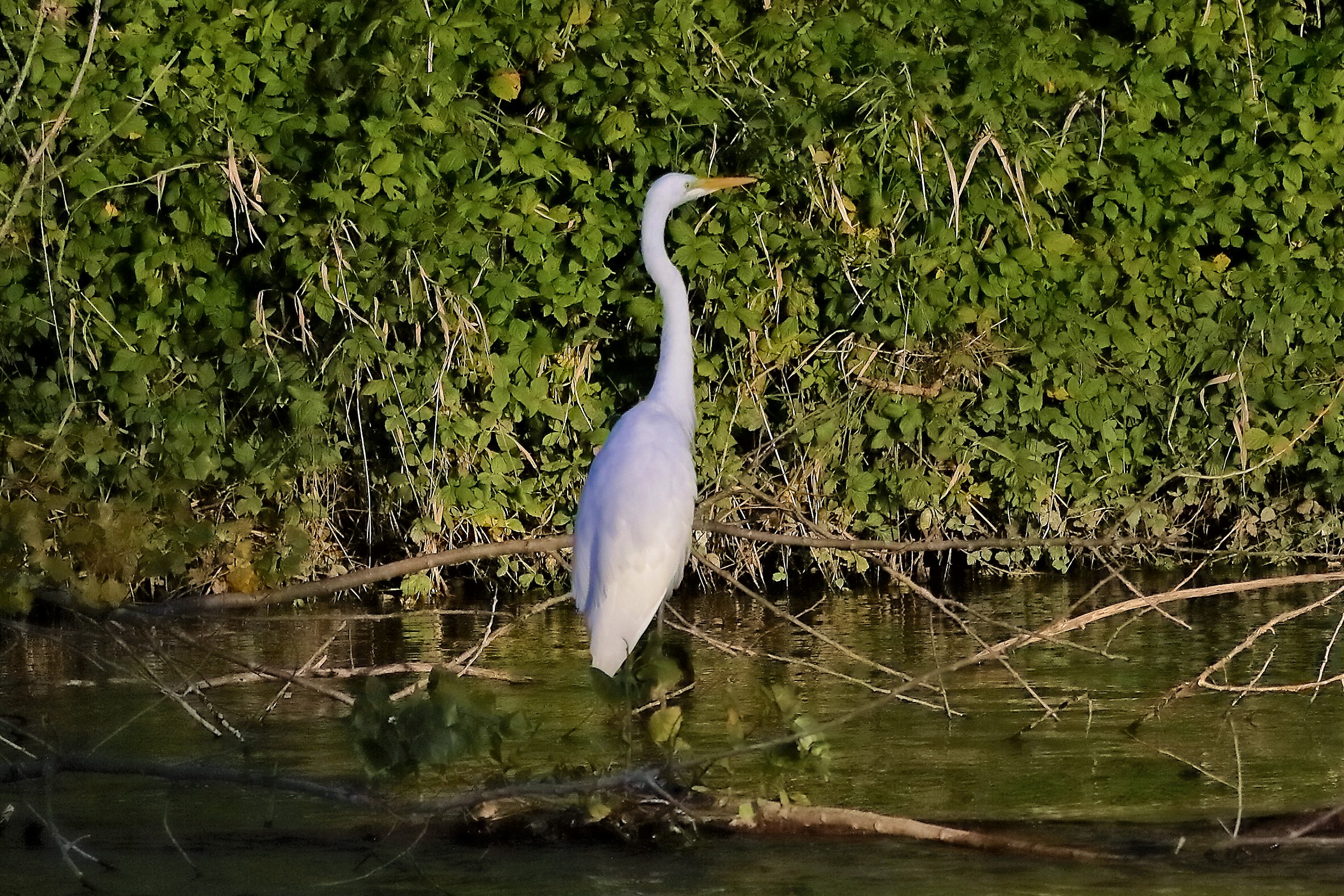 airone BM 18 novembre 2022