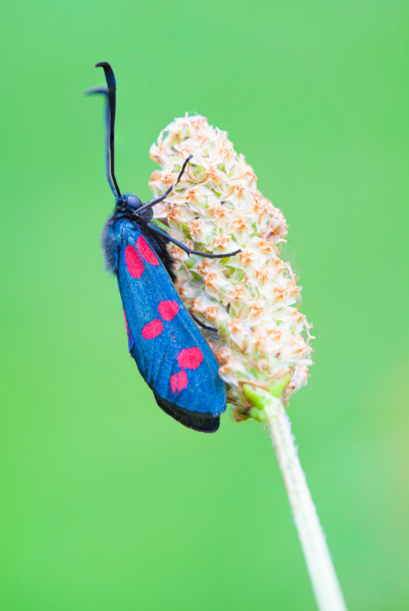 Zygaena sp.