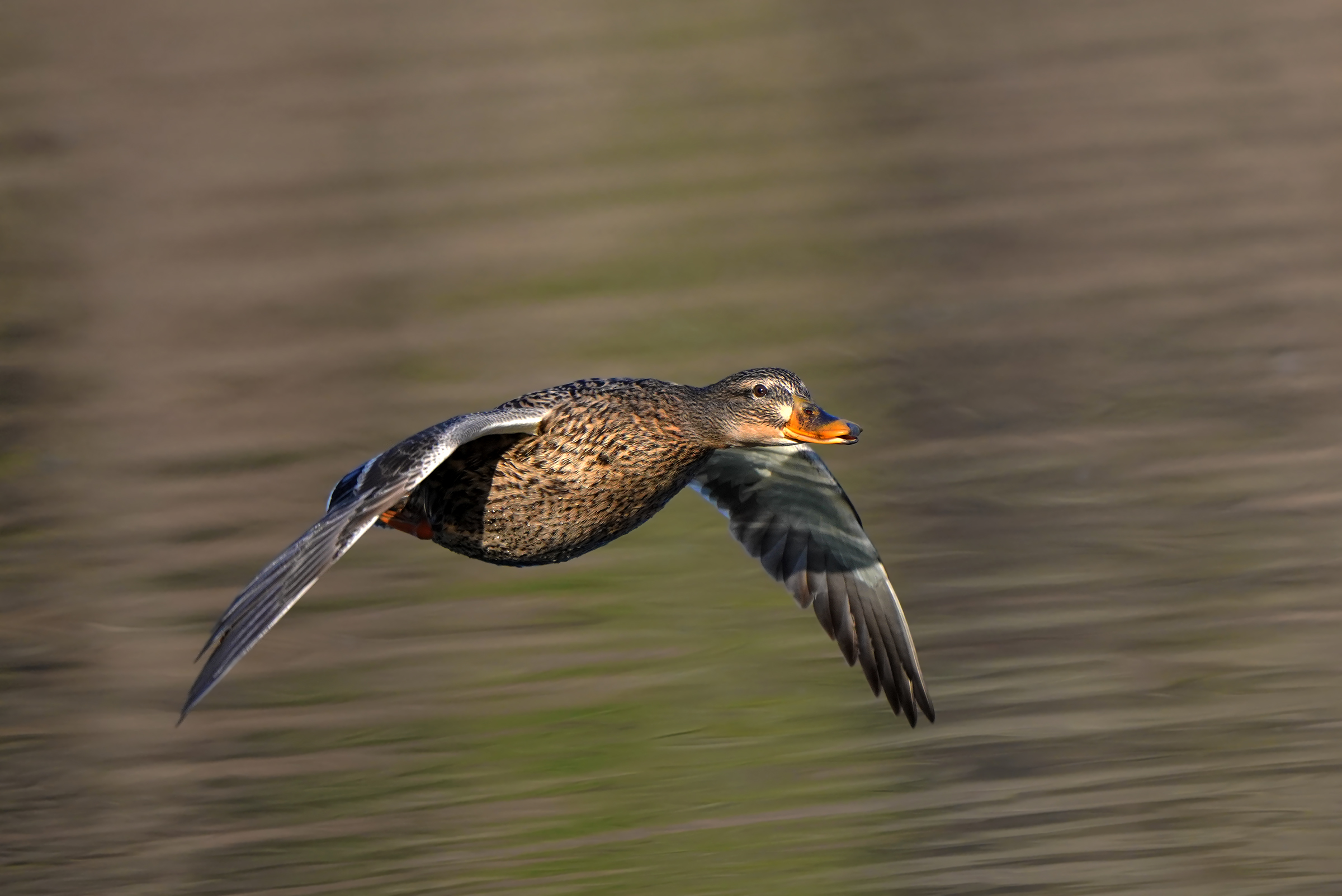 Germany in flight
