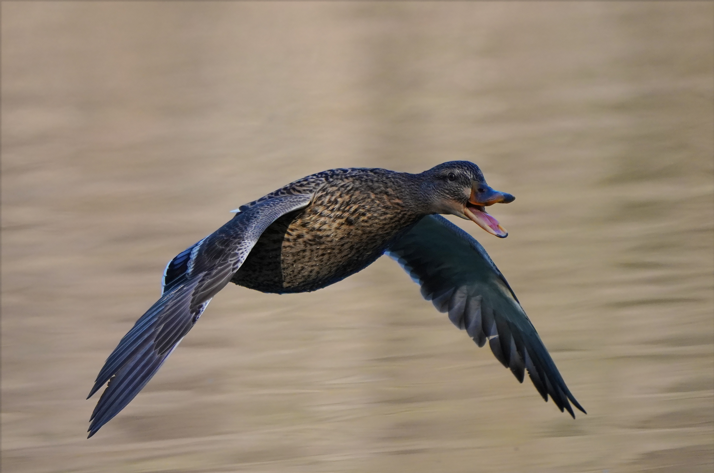 Germany in flight1