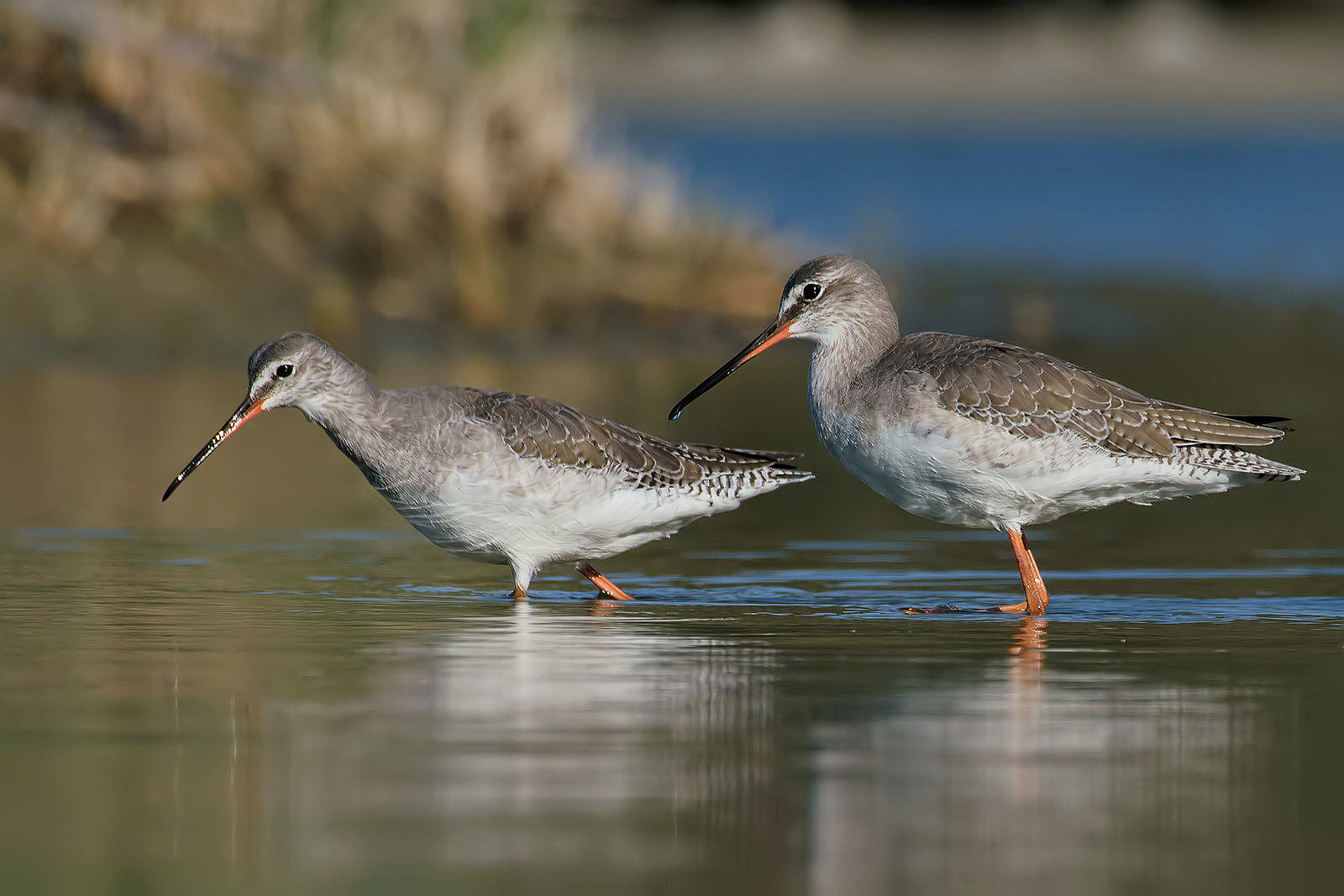 "Totani a passeggio"
