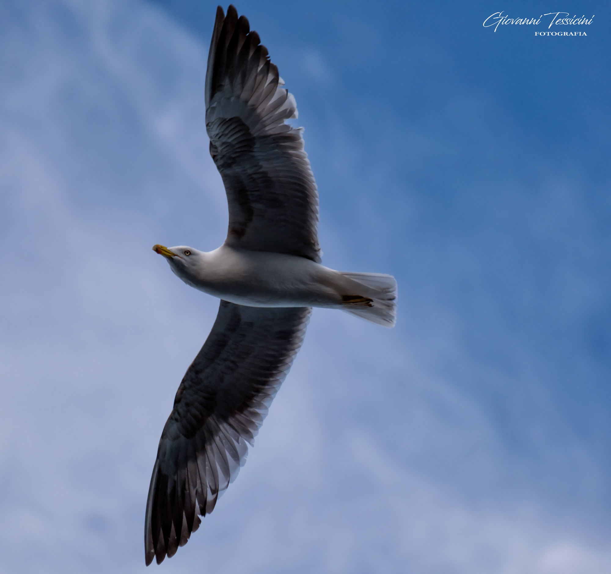Jonathan Livingston Seagull