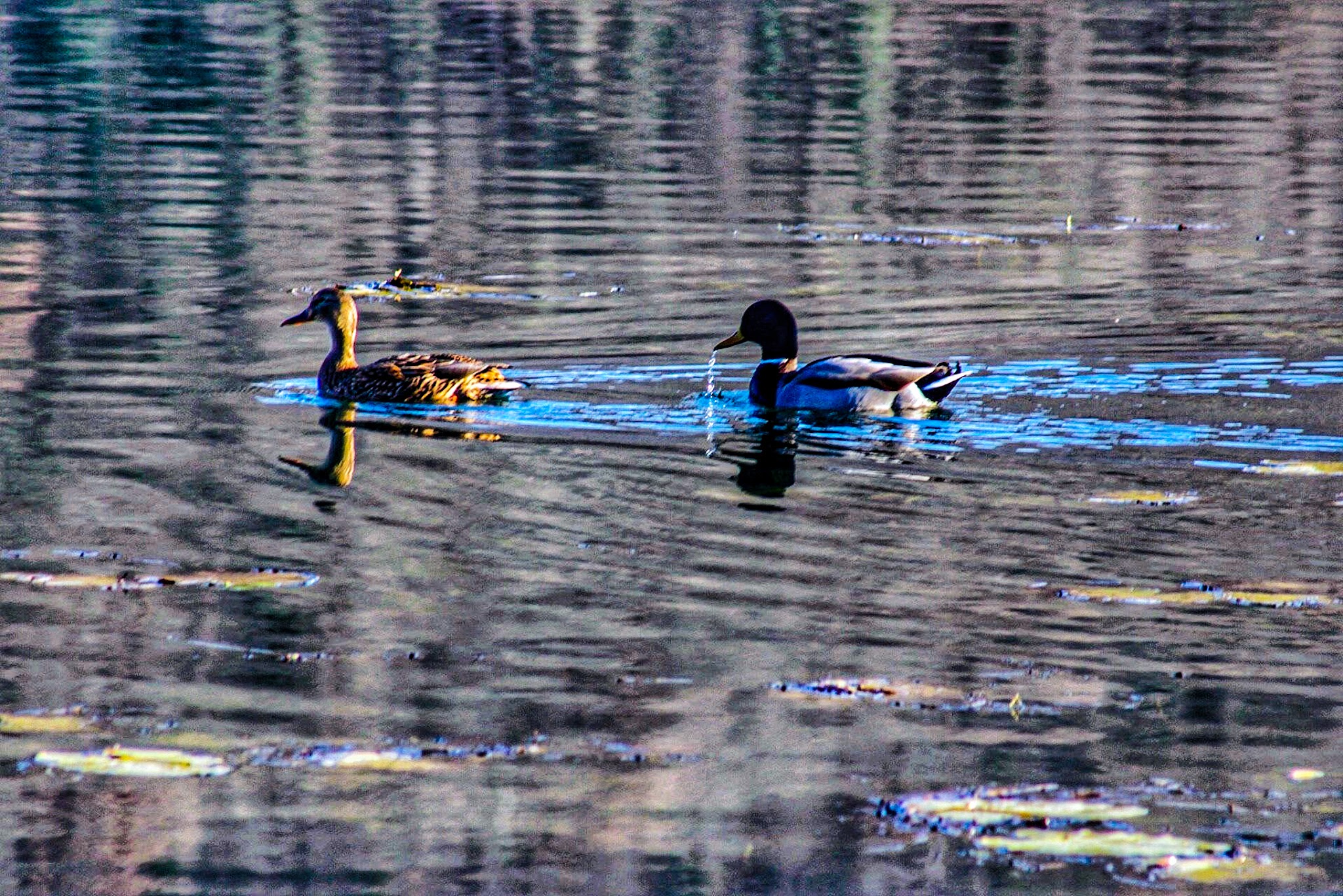 Lago di Fimon Vicenza