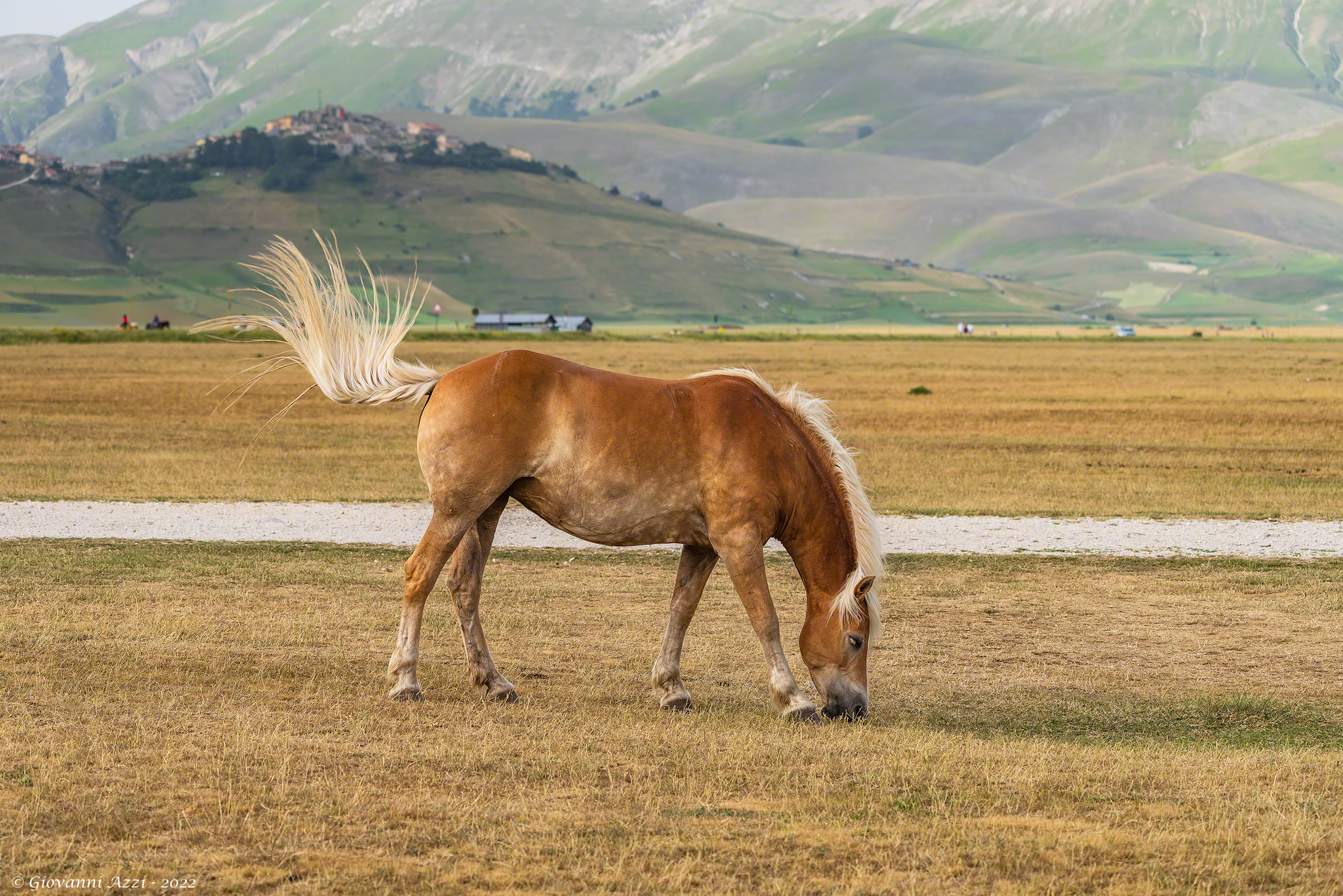Il cavallo e Castelluccio