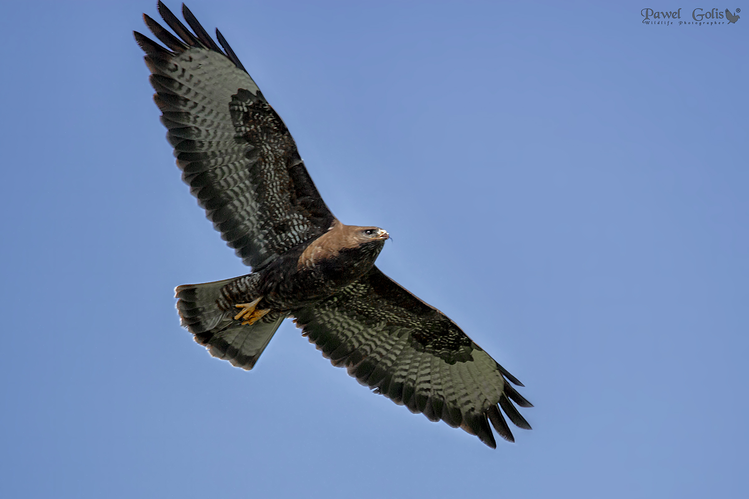 Poiana (Buteo buteo)