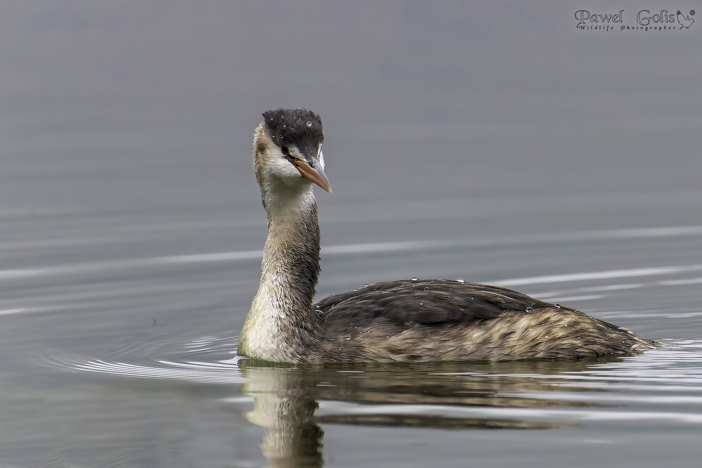 Svasso maggiore (Podiceps cristatus)