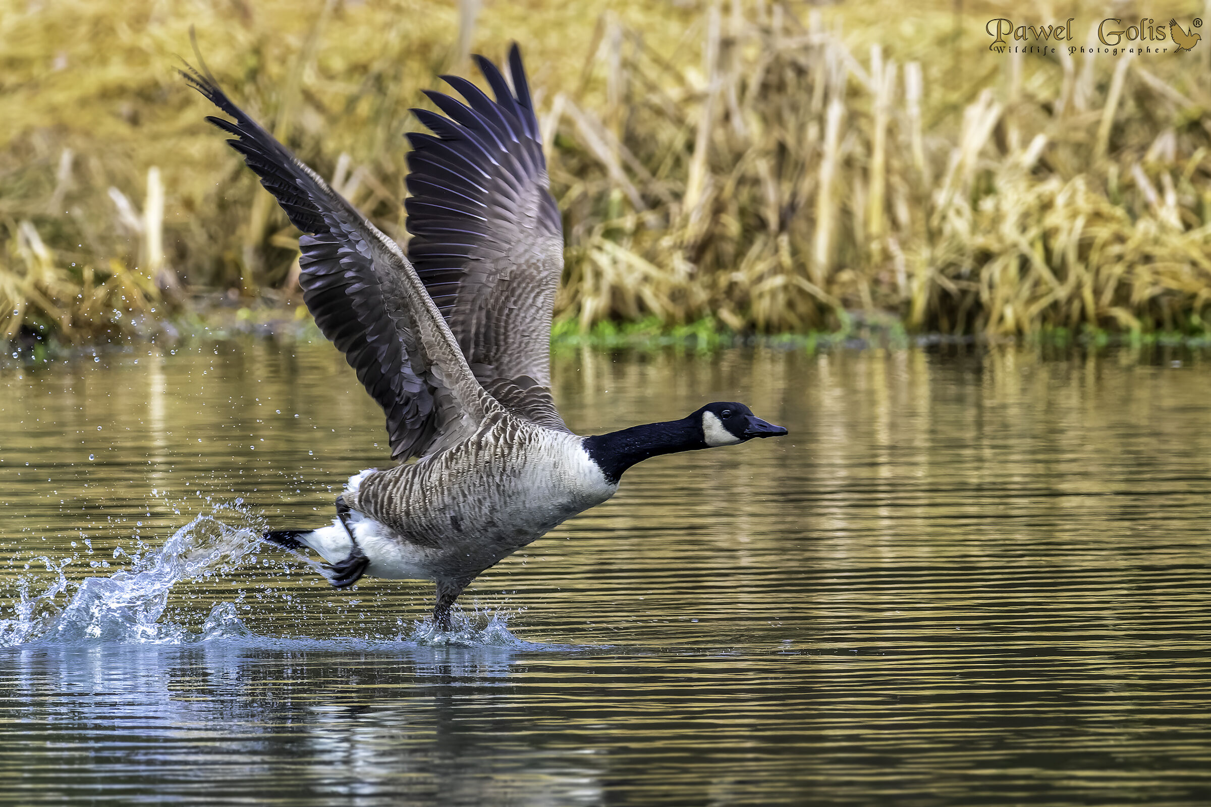 Oca canadese (Branta canadensis)
