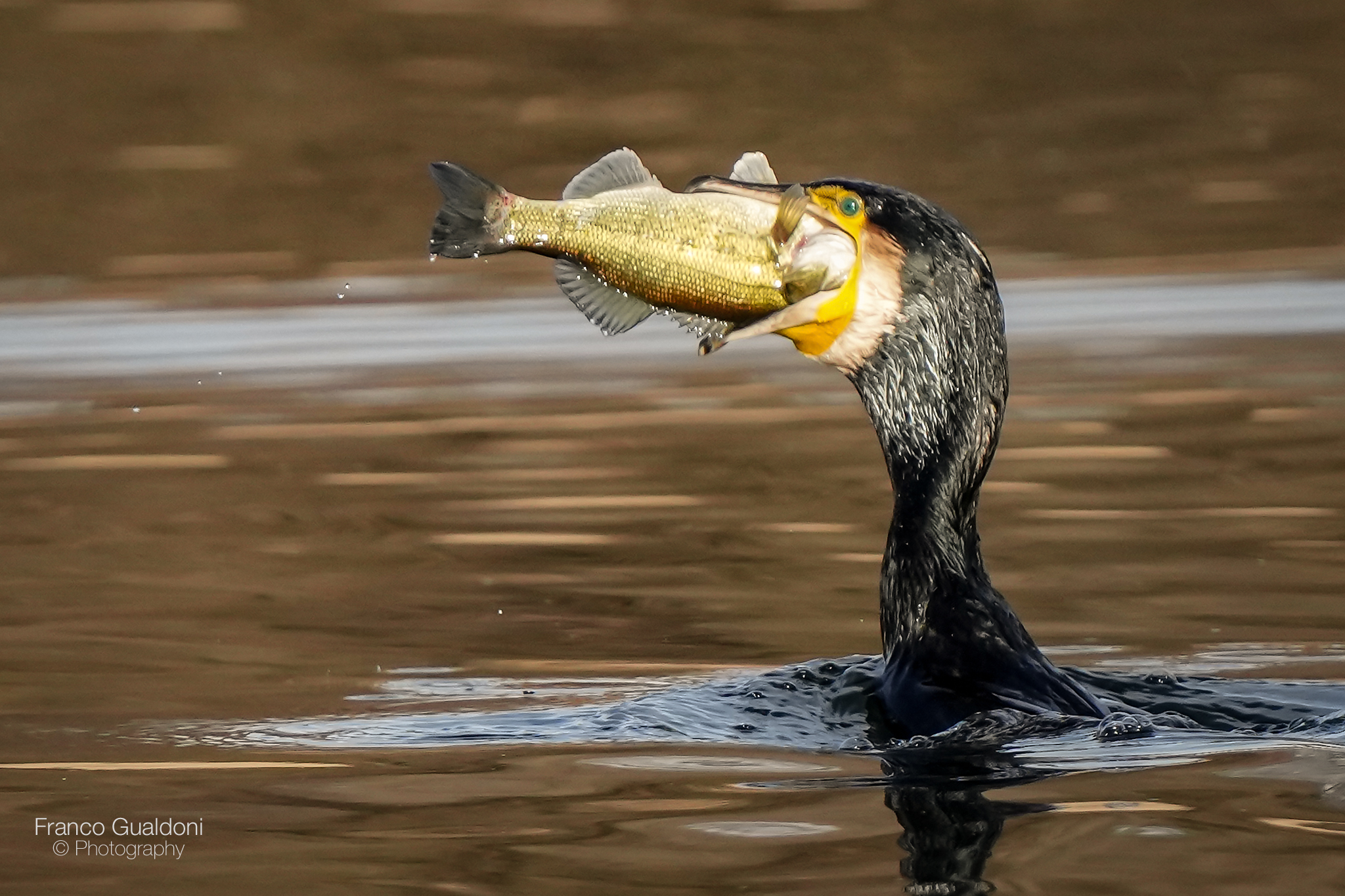 Cormorant with prey.