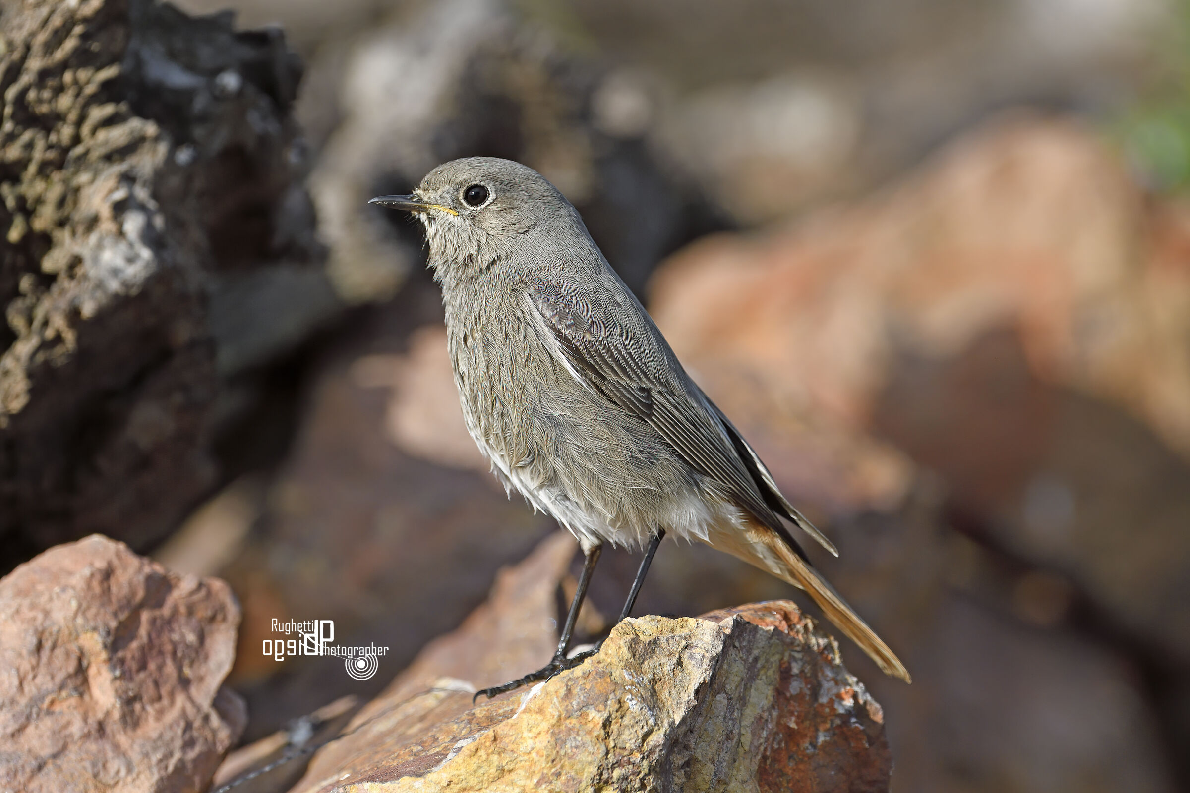 Black redstart