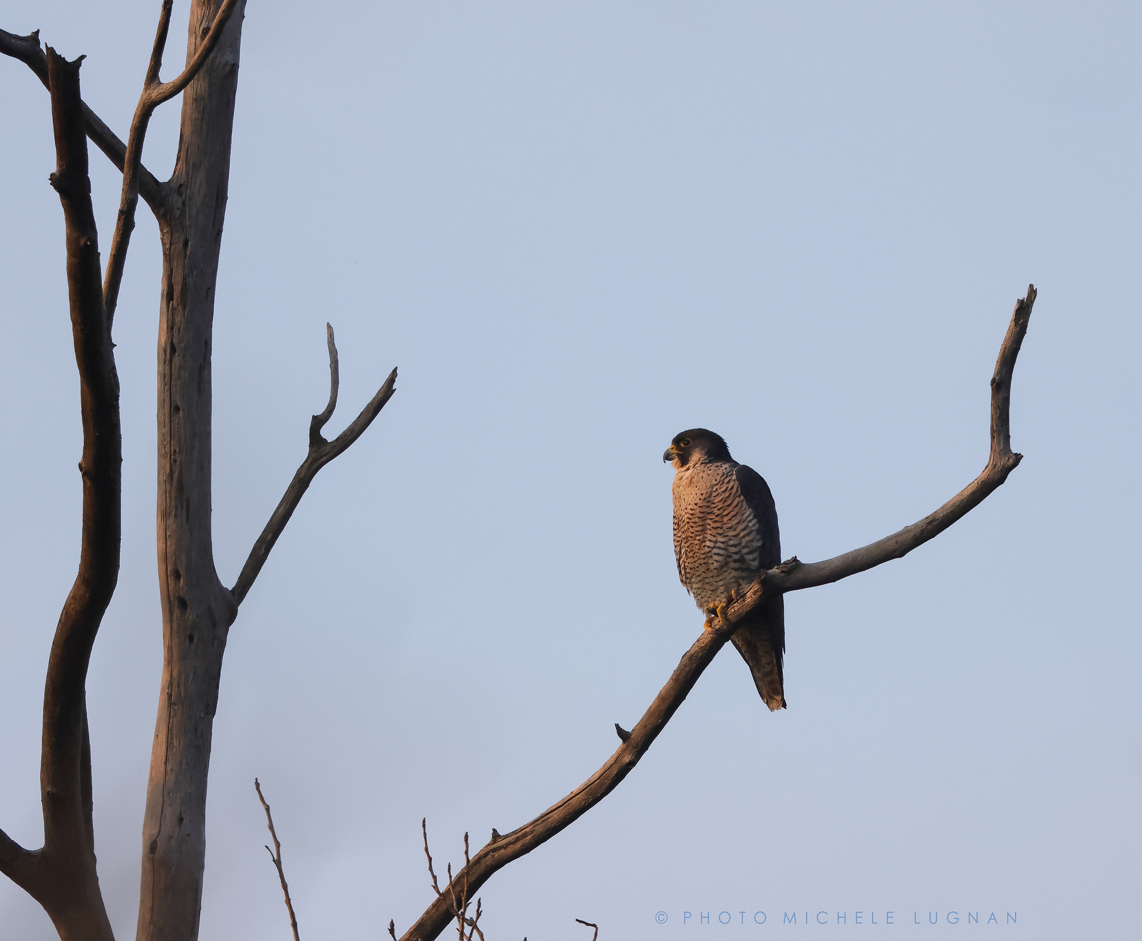 Falco peregrinus (vulg.it. peregrine falcon)
