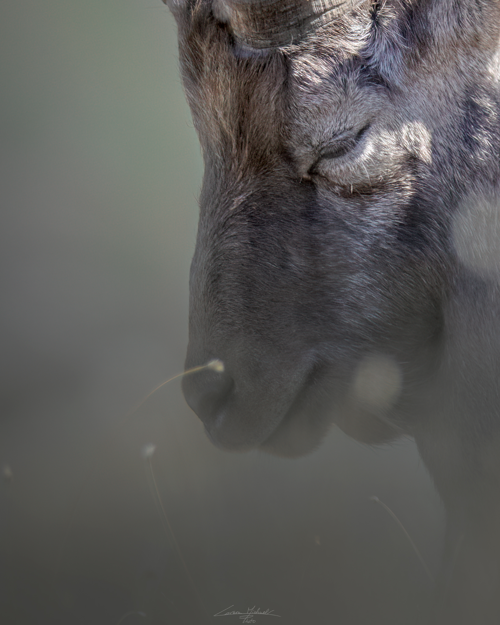 Il riposo del Re della montagna.