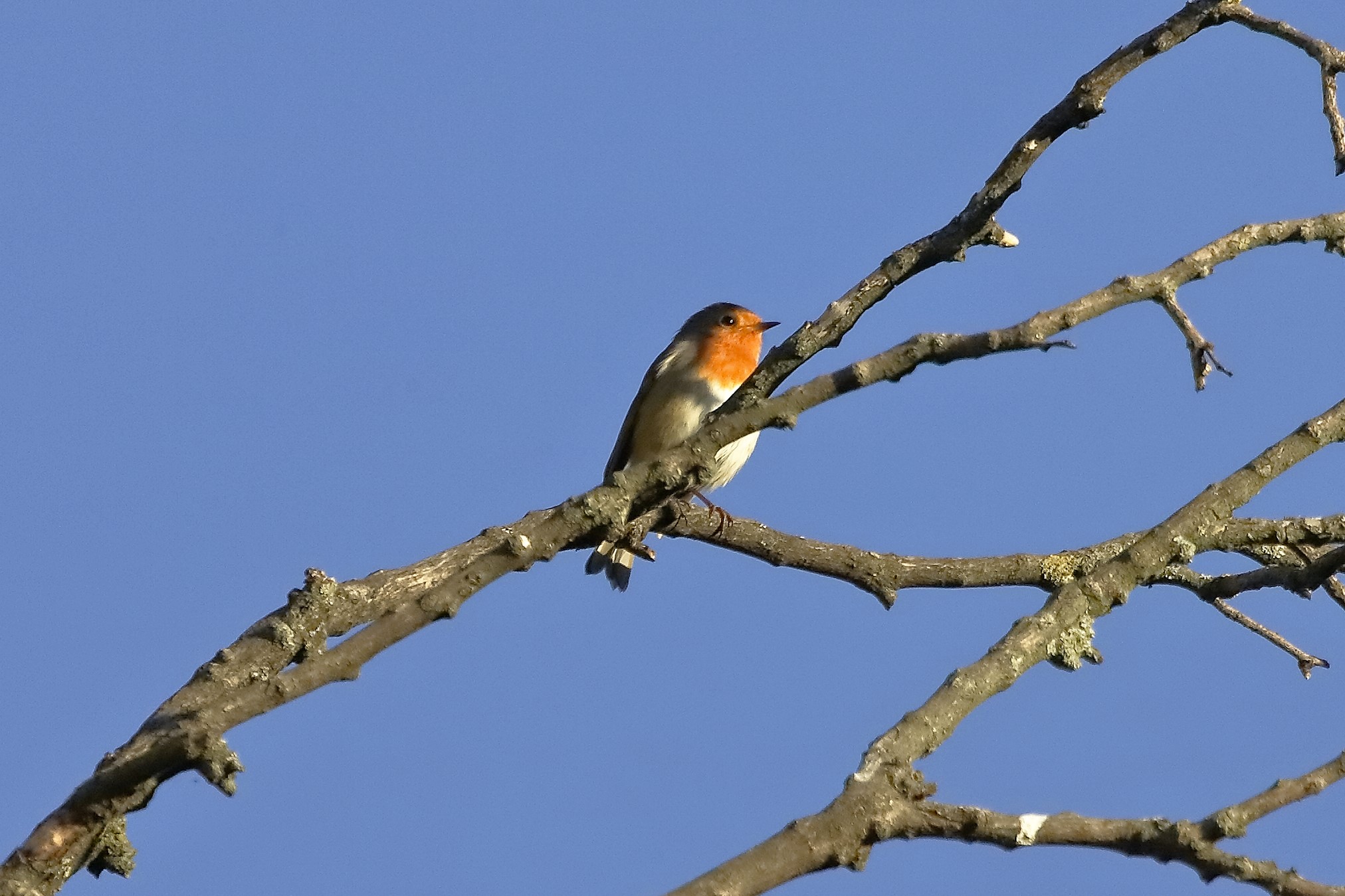 Pettirosso 20 novembre 2022