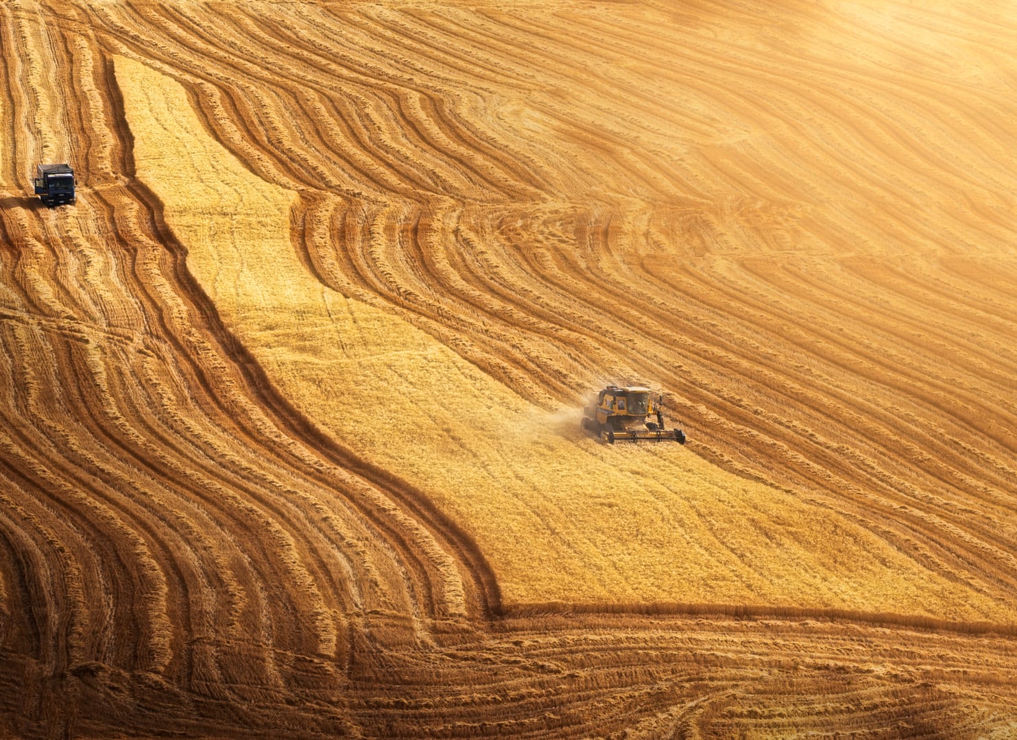 Raccolta del frumento