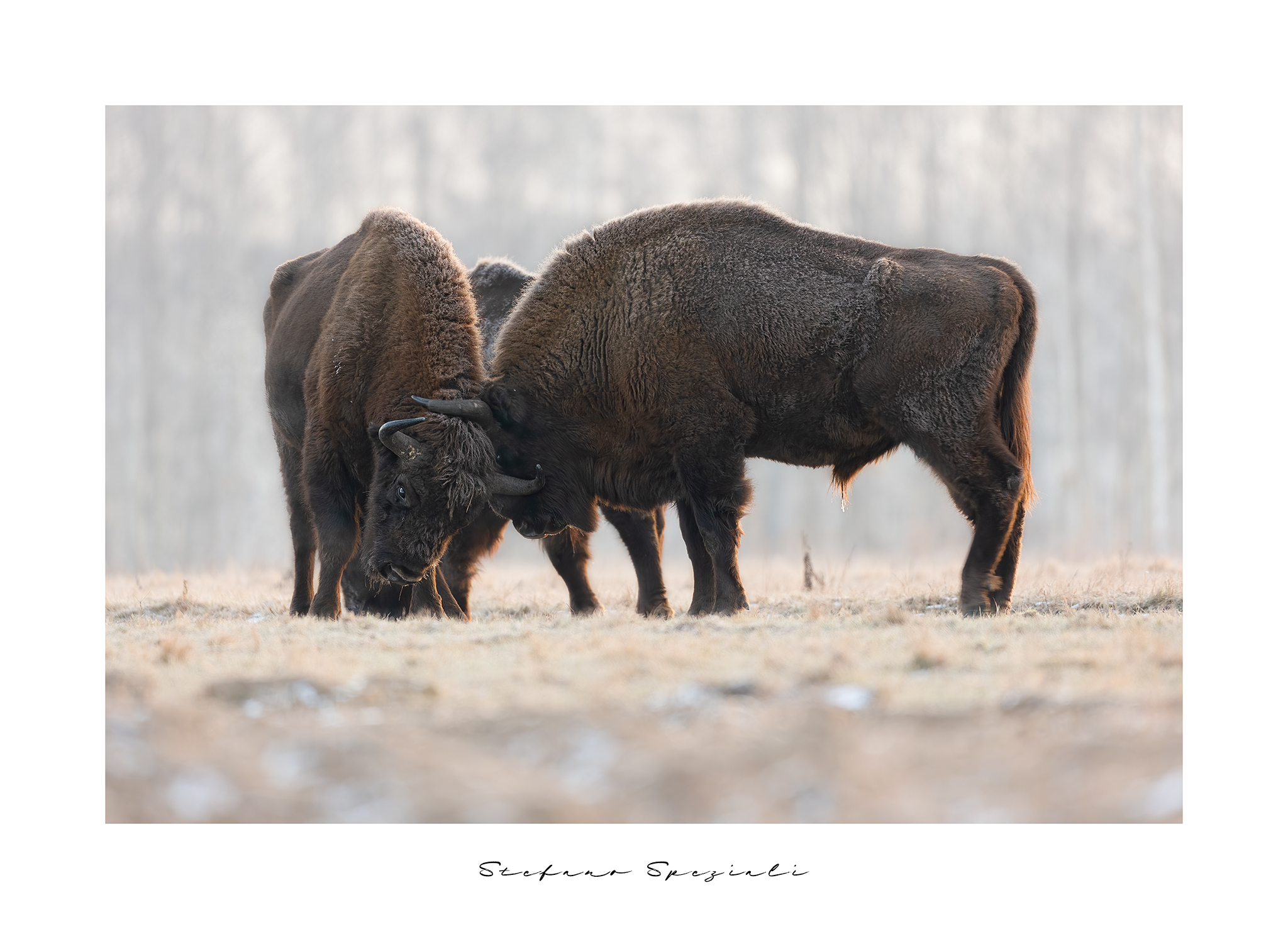 Bisonte europeo - Bison bonasus
