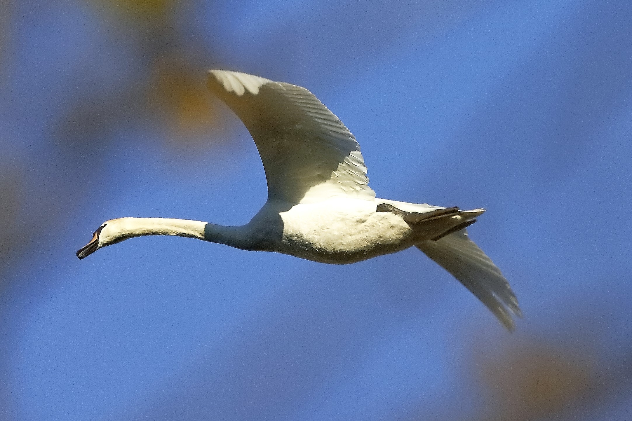 Cigno R 20 novembre 2022