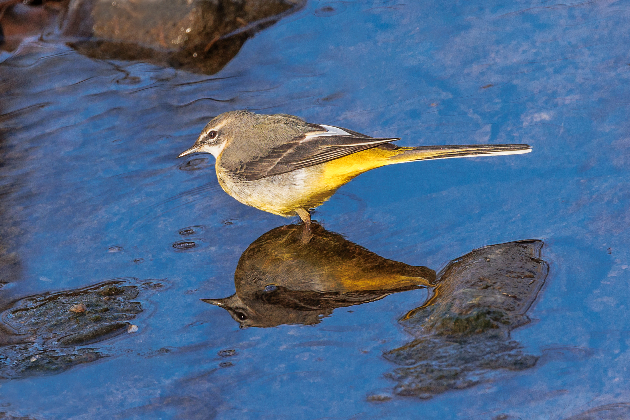 Nel blu dipinto di blu