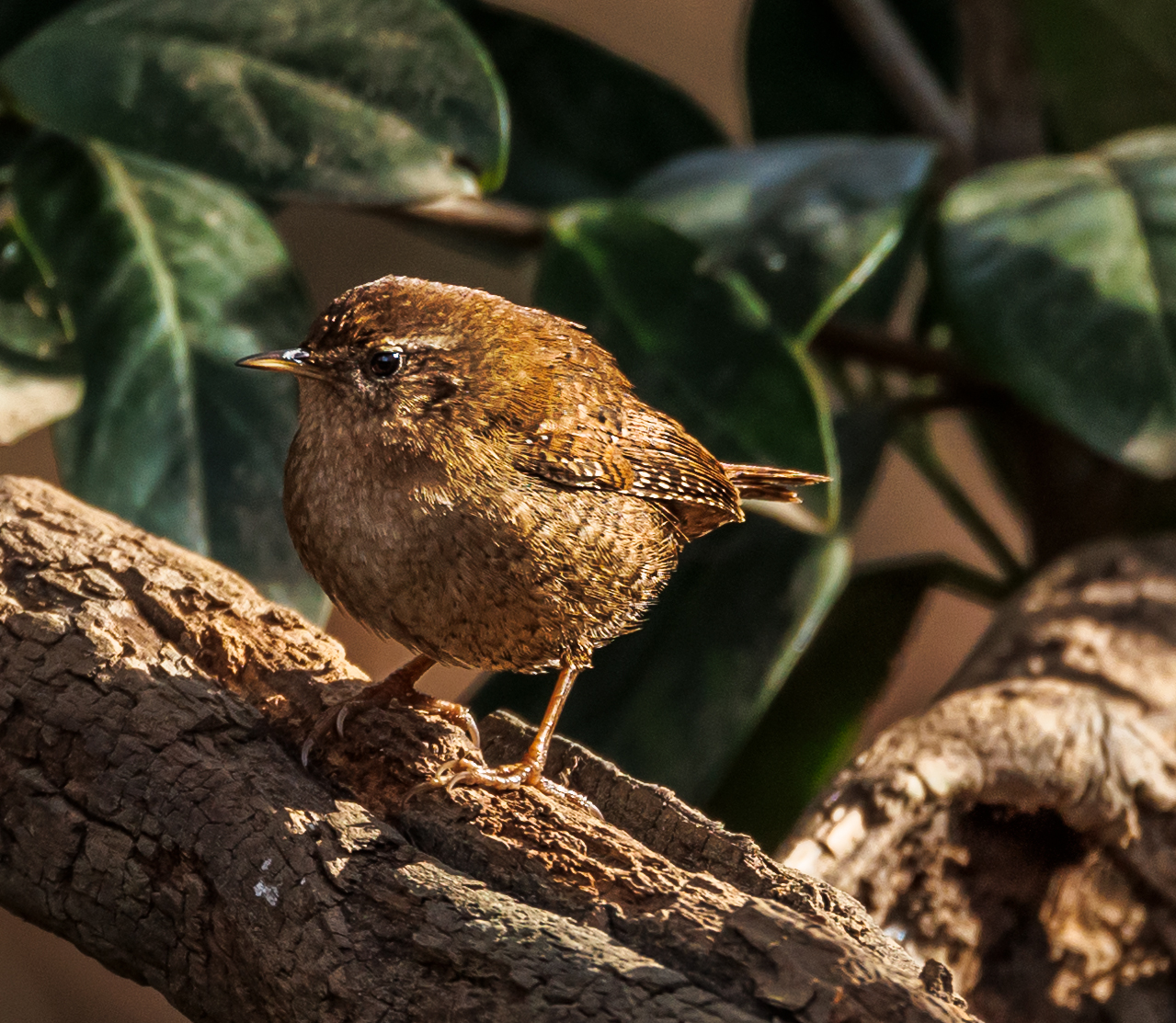 Wren