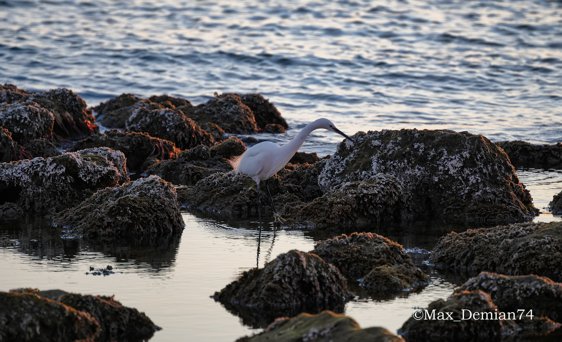 White Heron seeks his dinner
