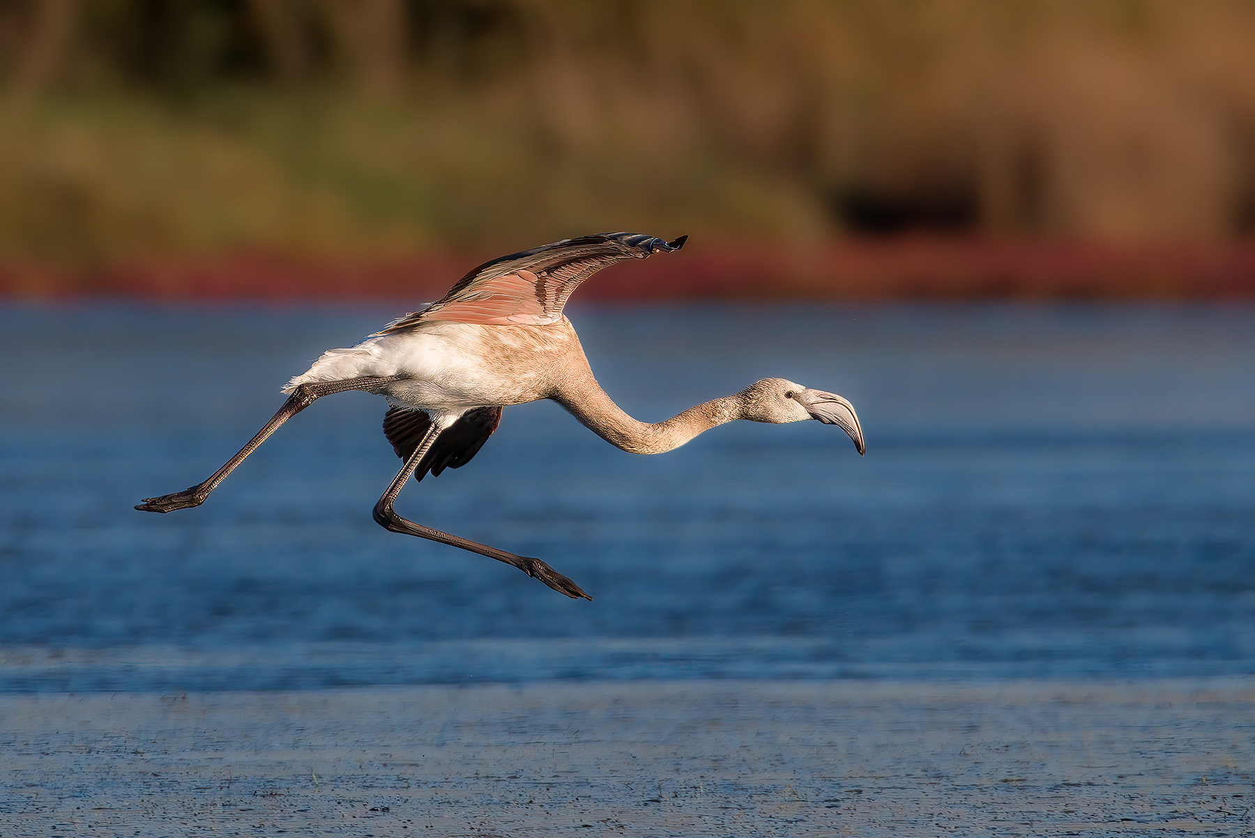 The take-off of the Flamingo