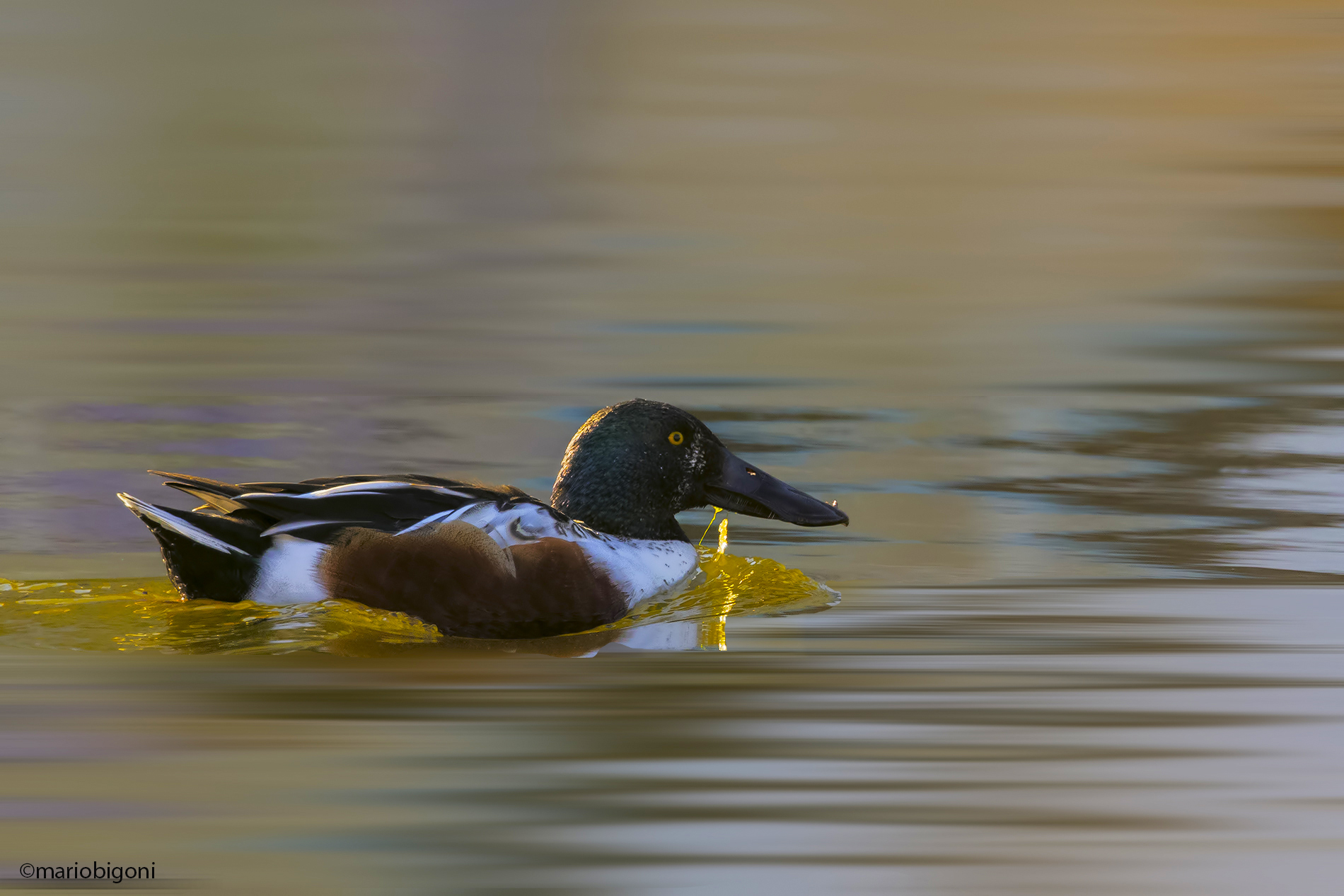 Male shoveler